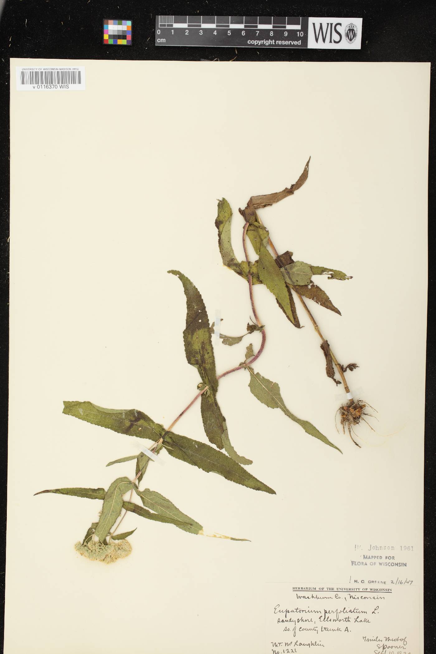 Eupatorium perfoliatum image