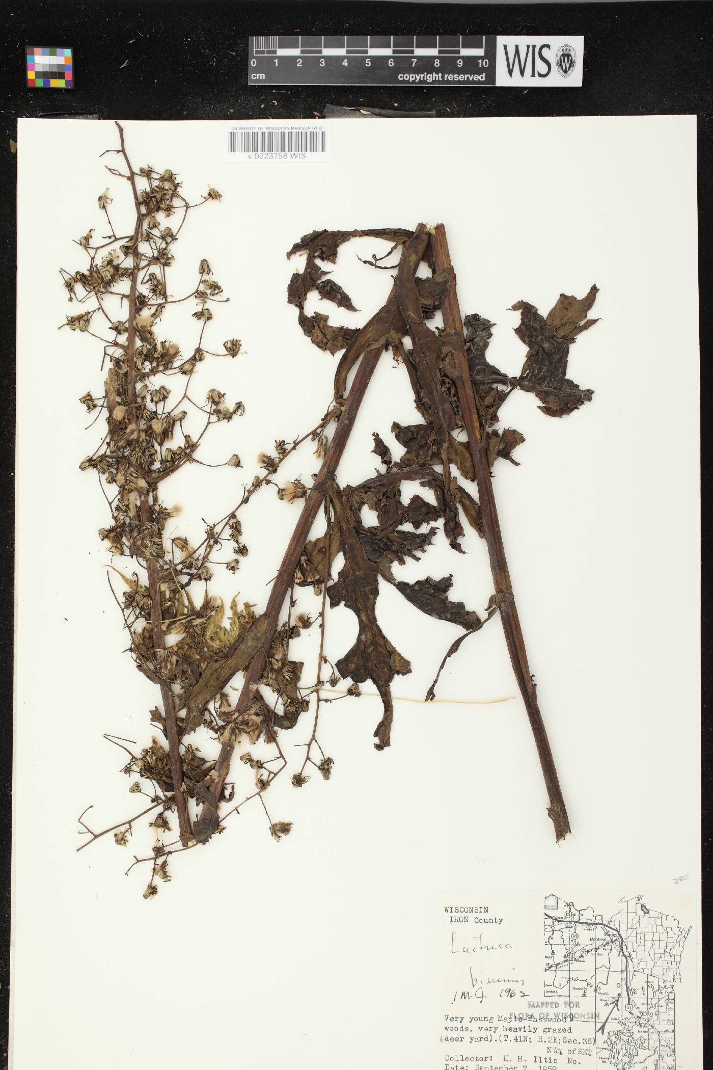 Lactuca biennis image
