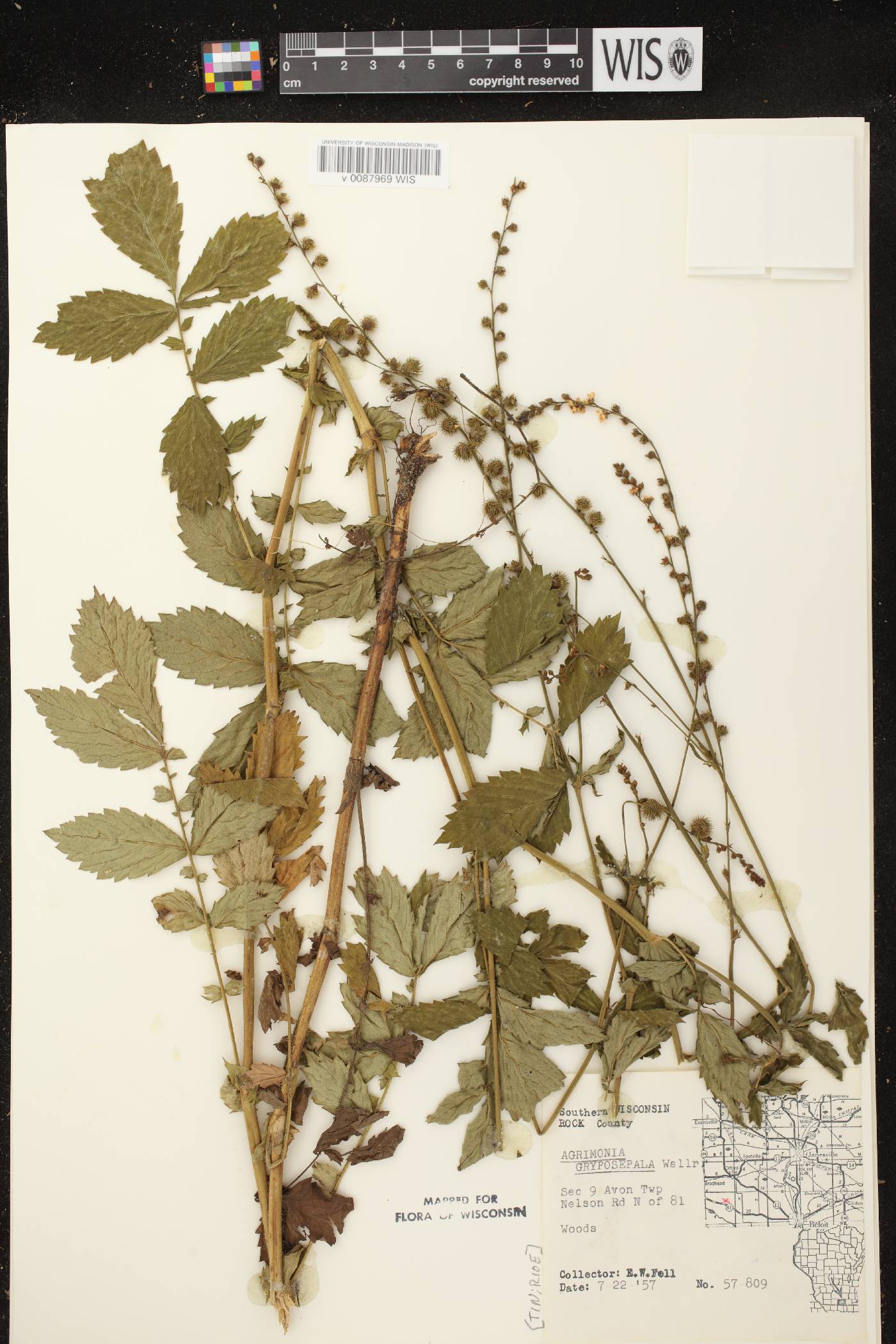 Agrimonia gryposepala image