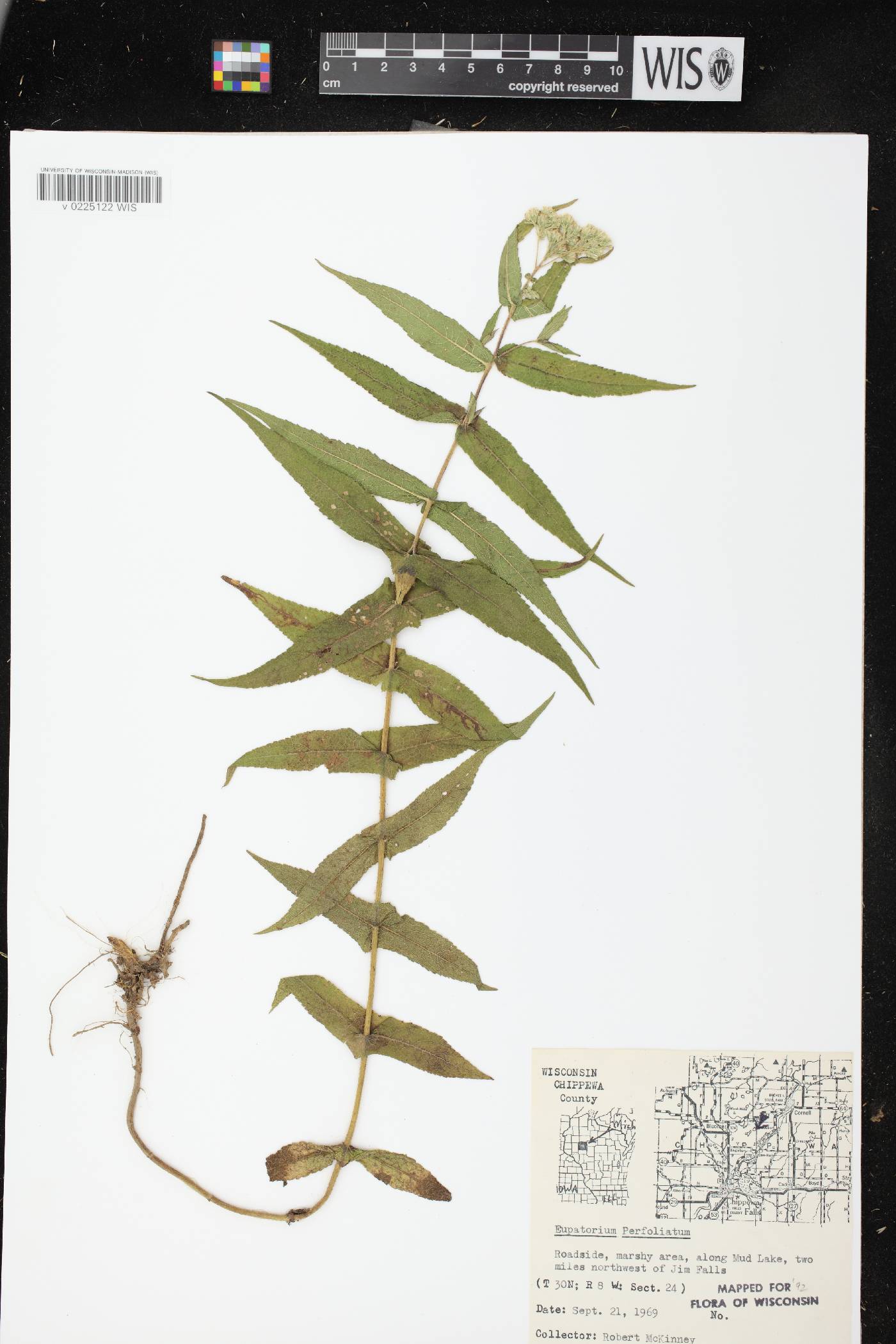 Eupatorium perfoliatum image