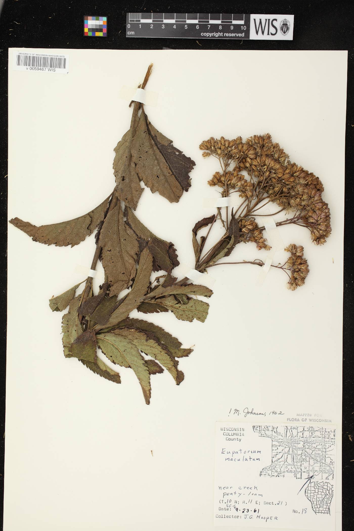 Eutrochium maculatum var. maculatum image