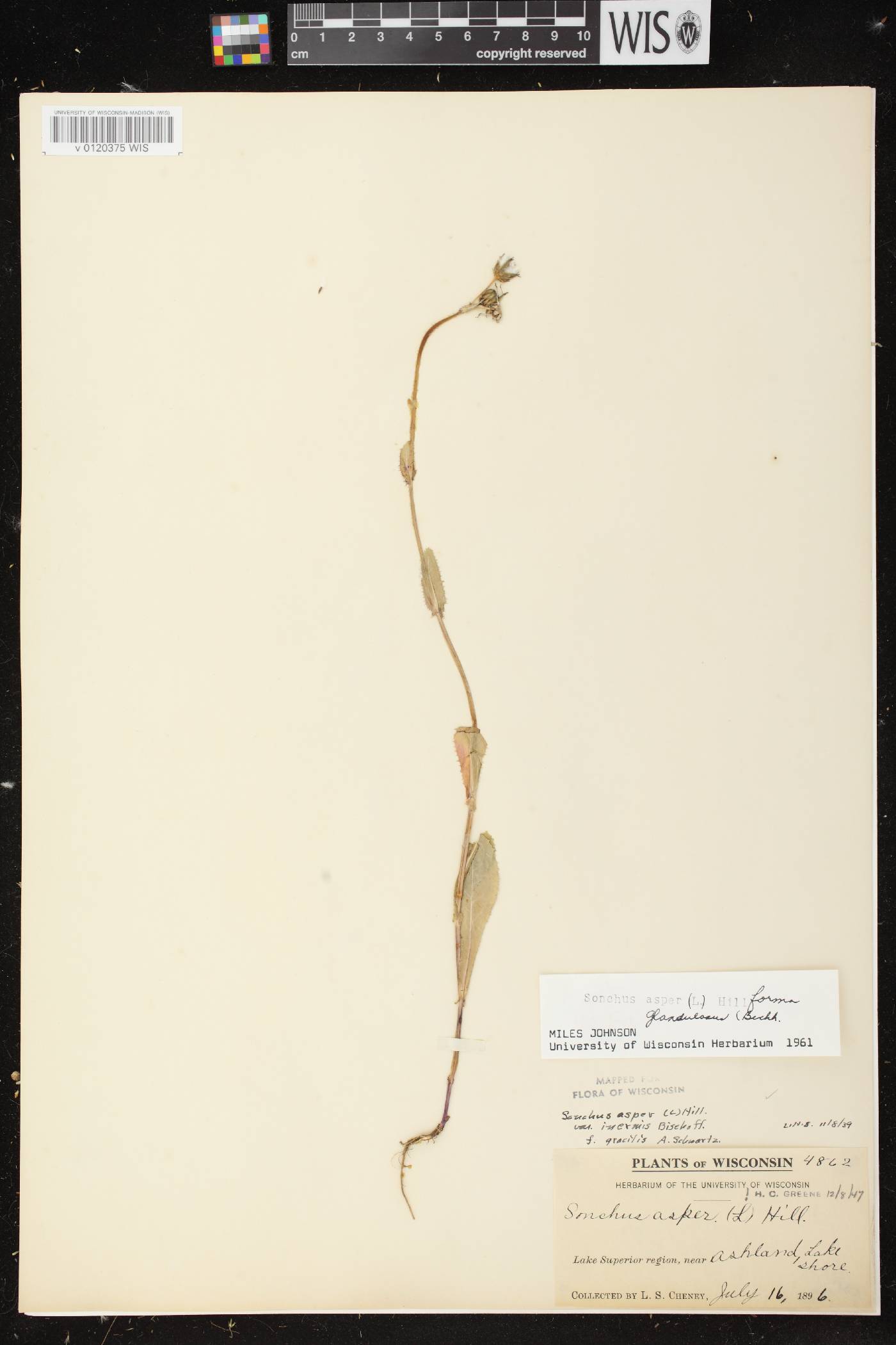 Sonchus asper image