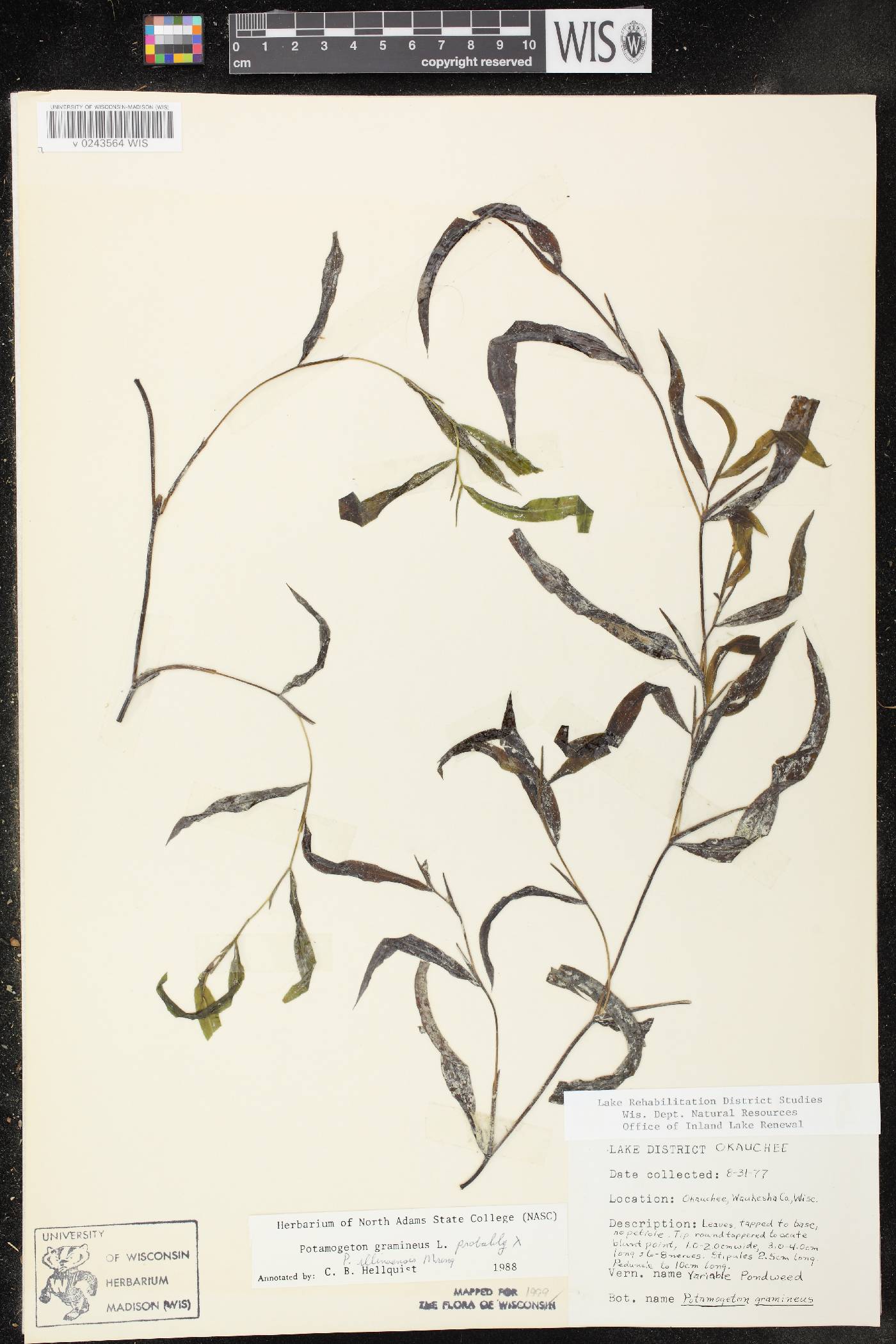 Potamogeton x spathuliformis image