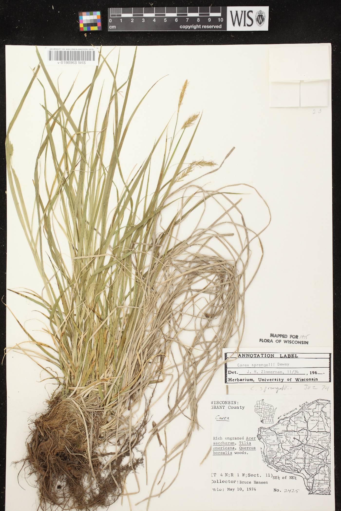 Carex sprengelii image