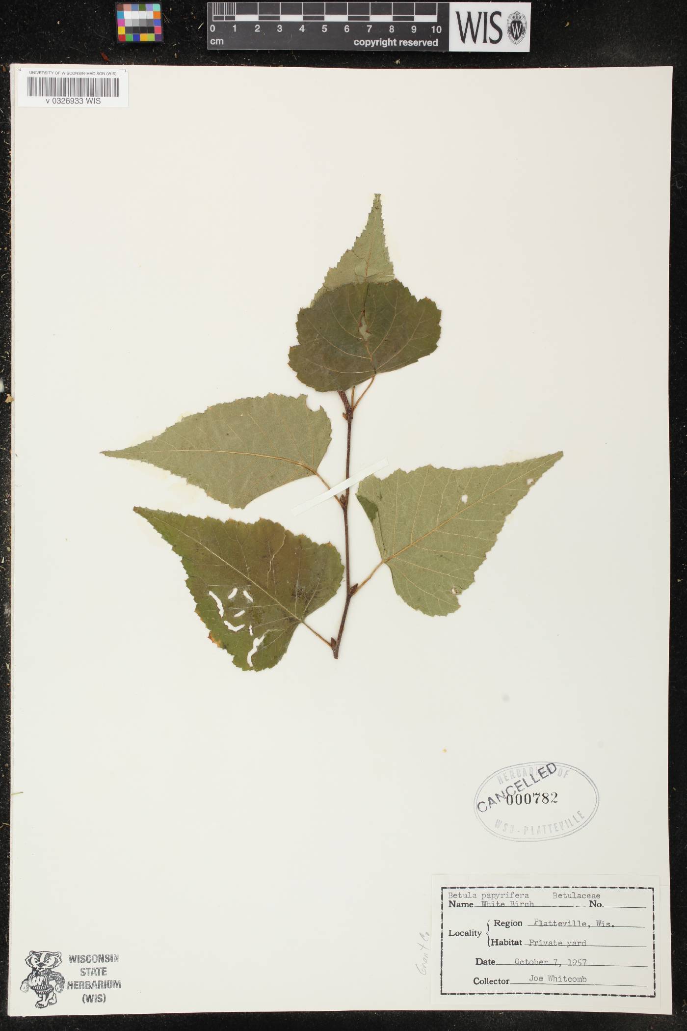 Betula papyrifera image
