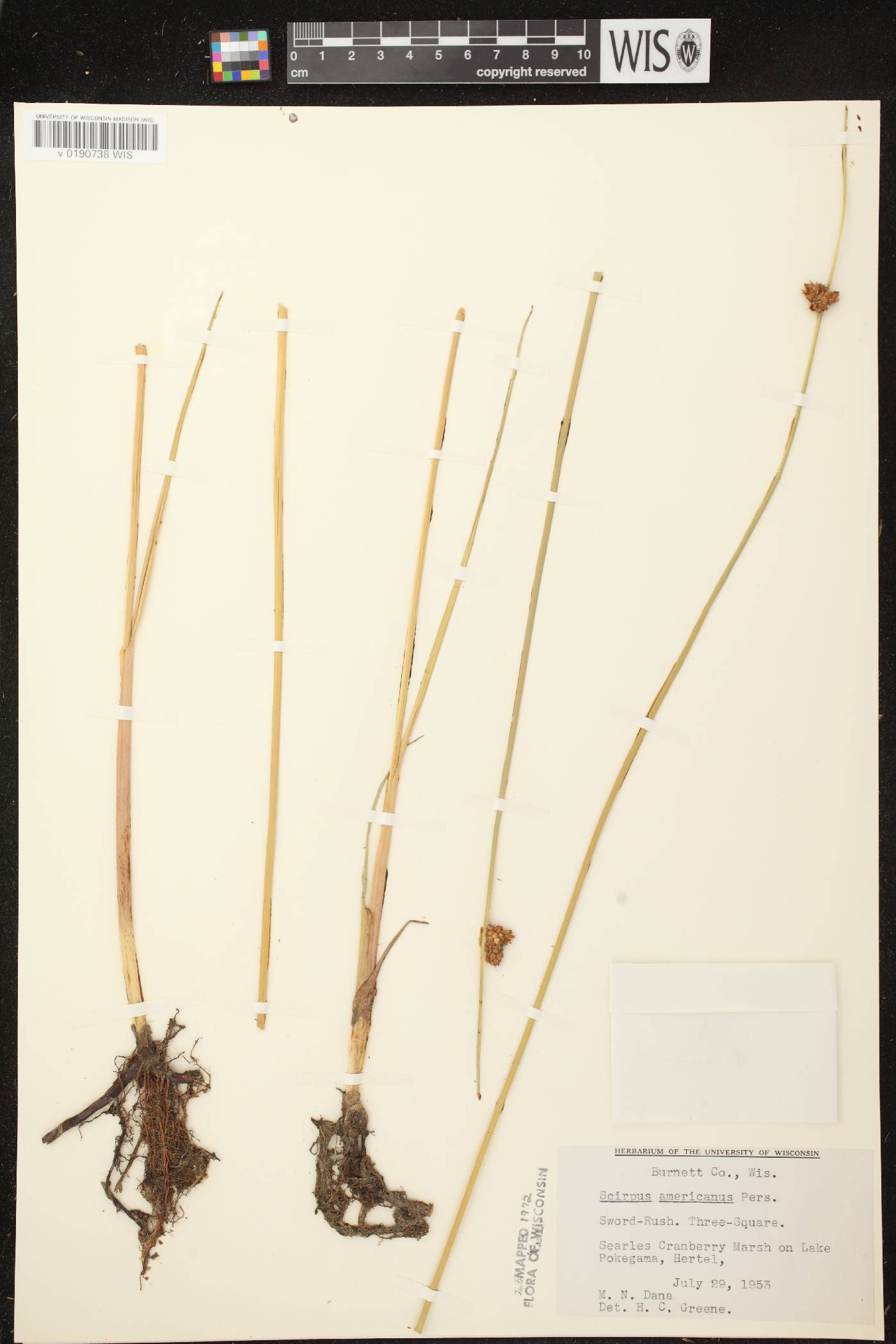 Schoenoplectus pungens image