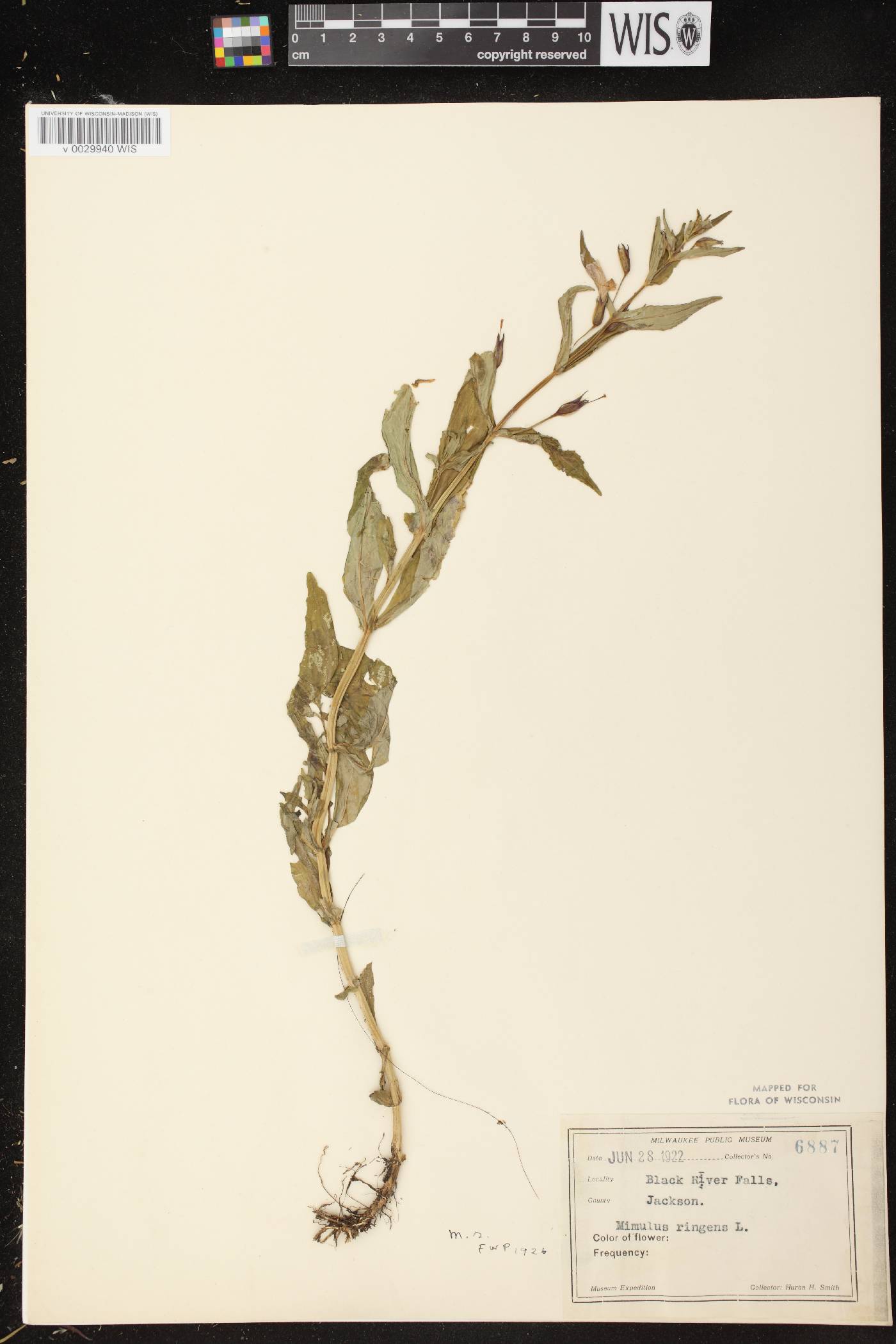 Mimulus ringens var. ringens image