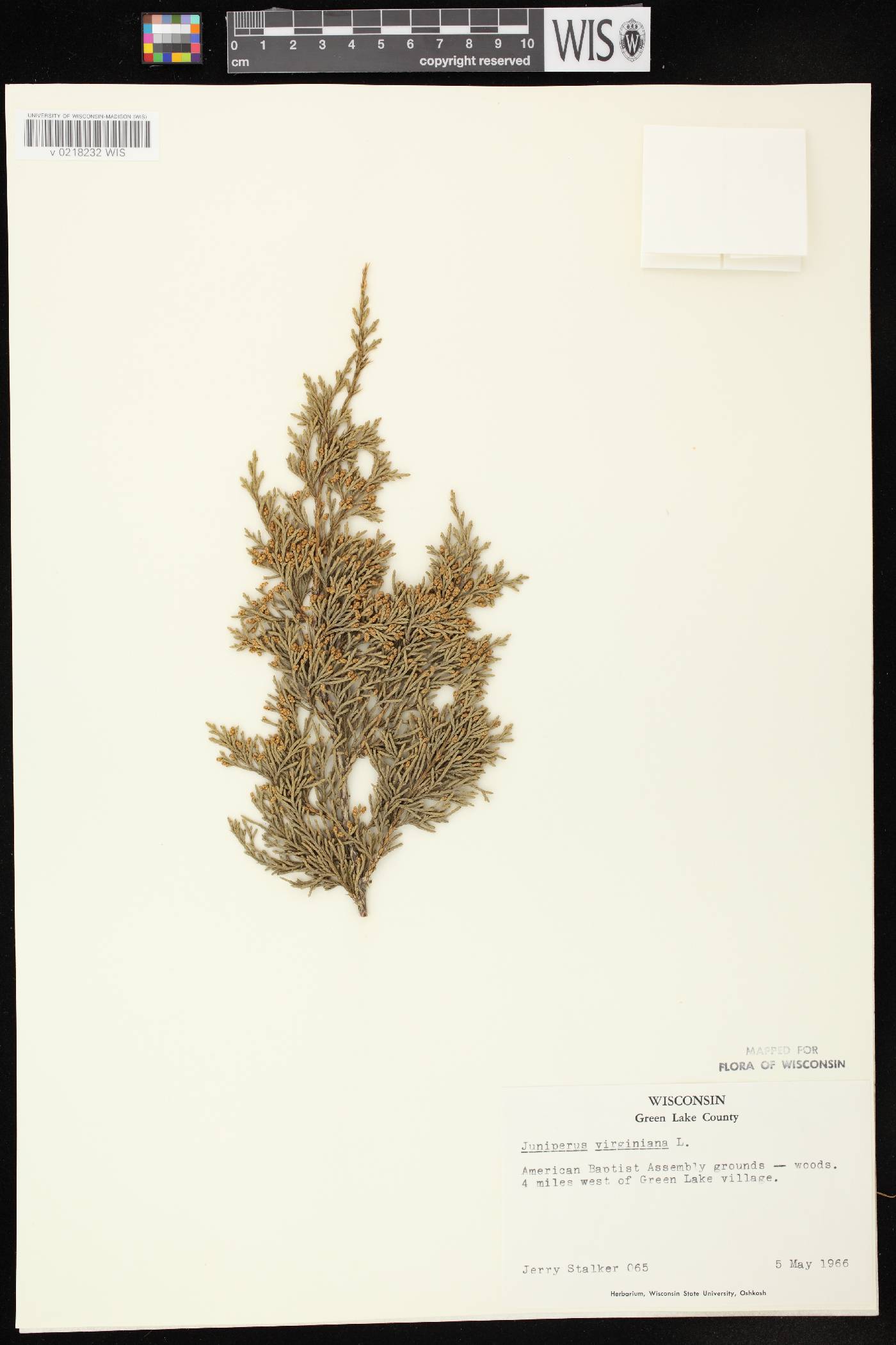 Juniperus virginiana var. virginiana image