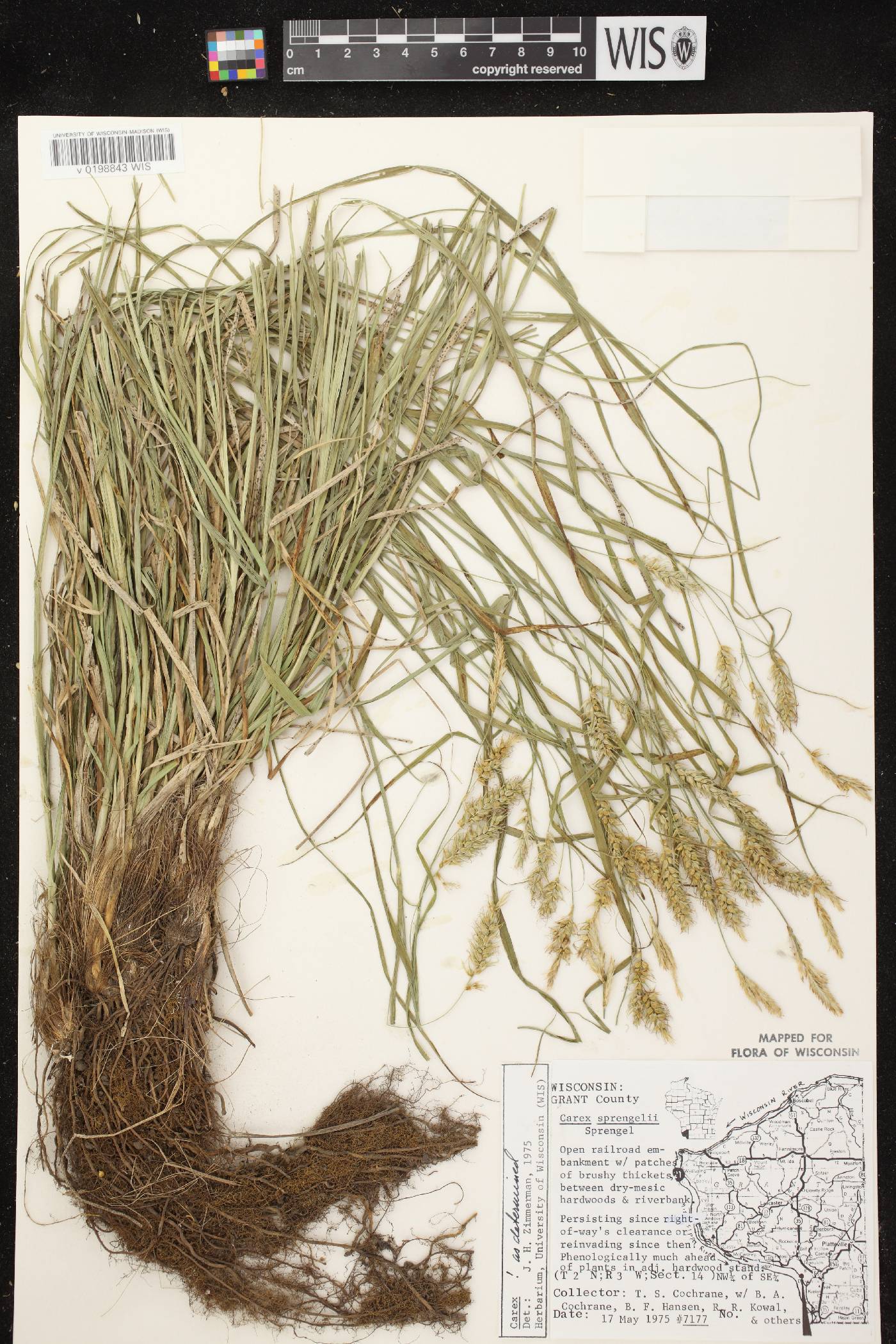 Carex sprengelii image