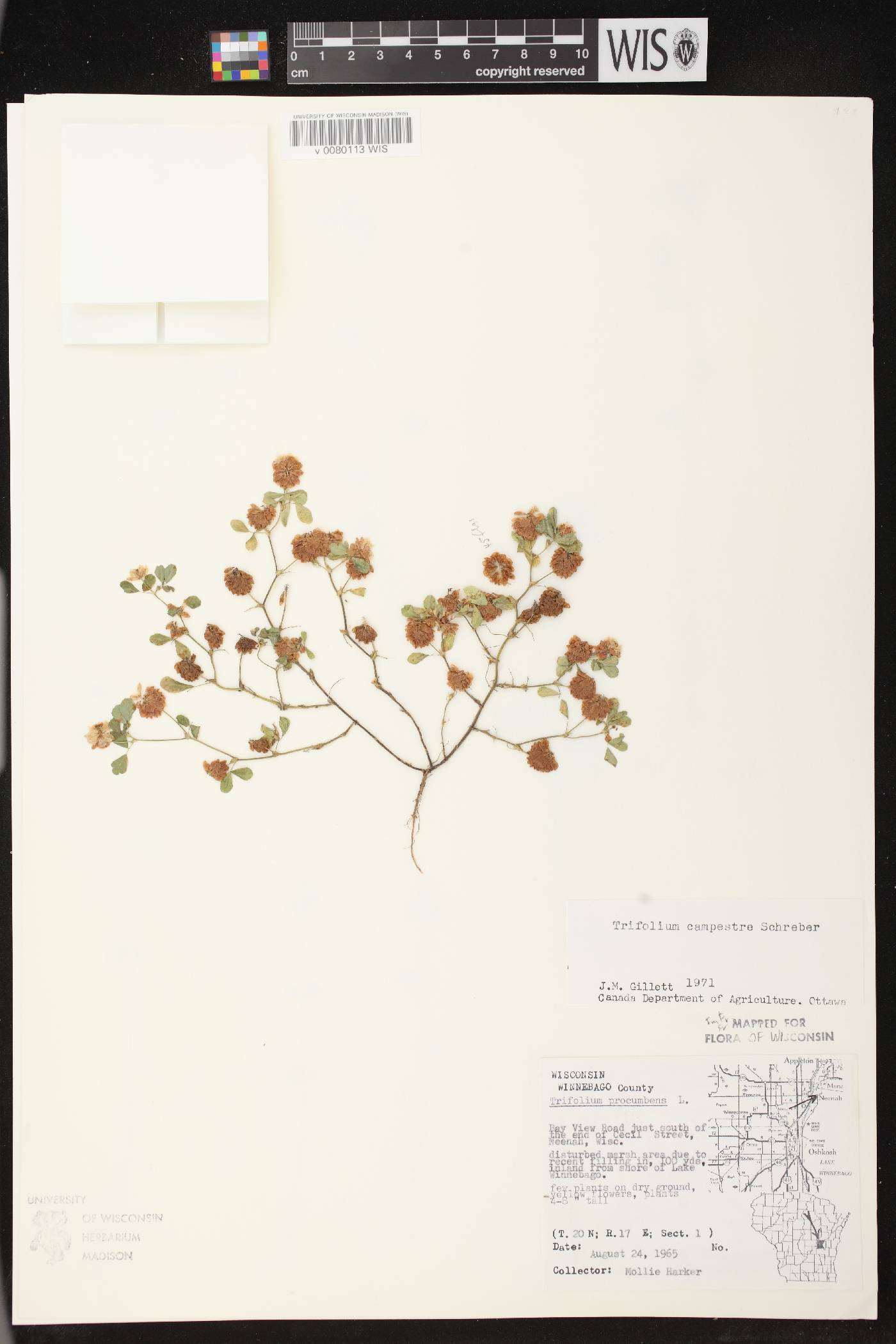 Trifolium campestre image