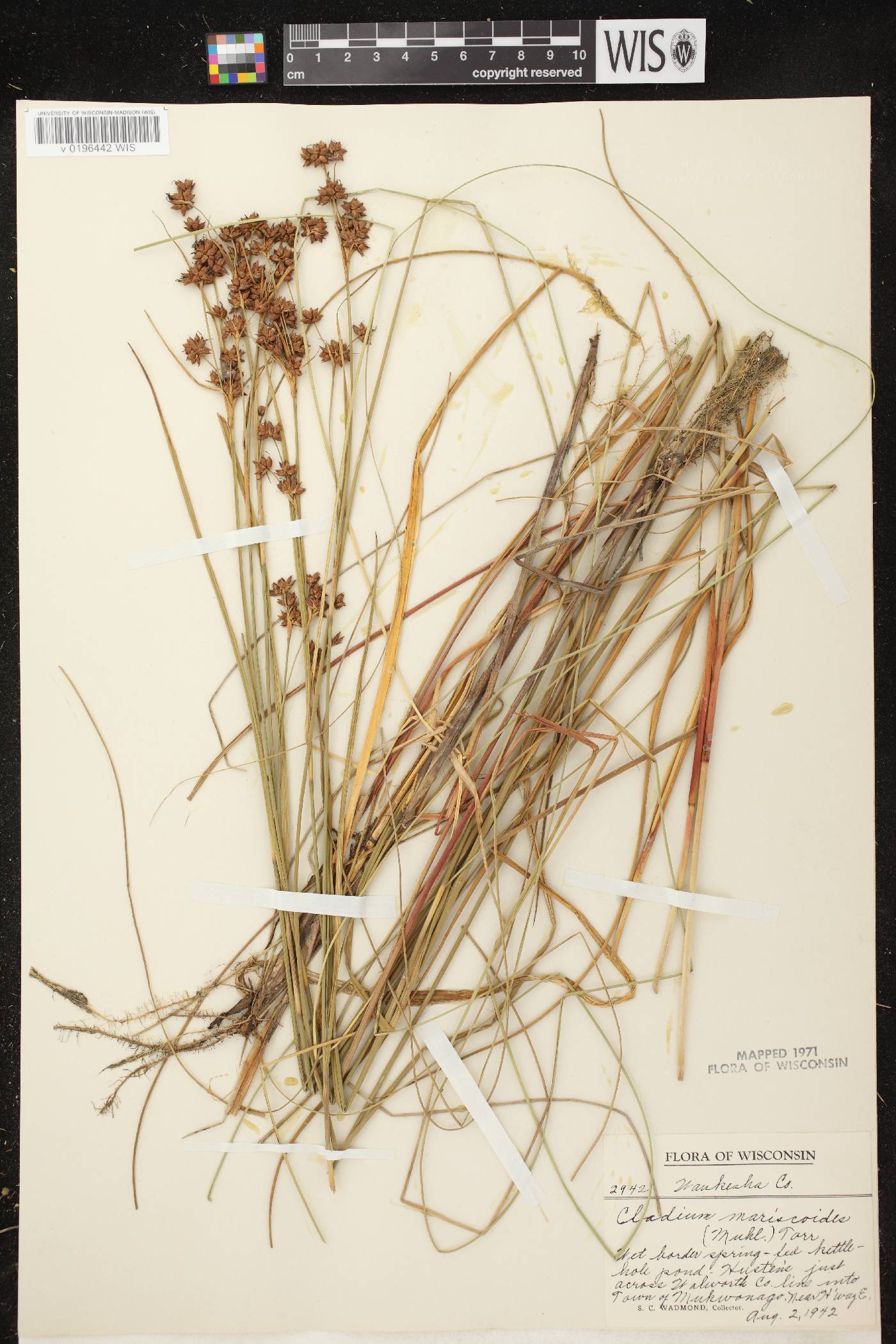 Cladium mariscoides image