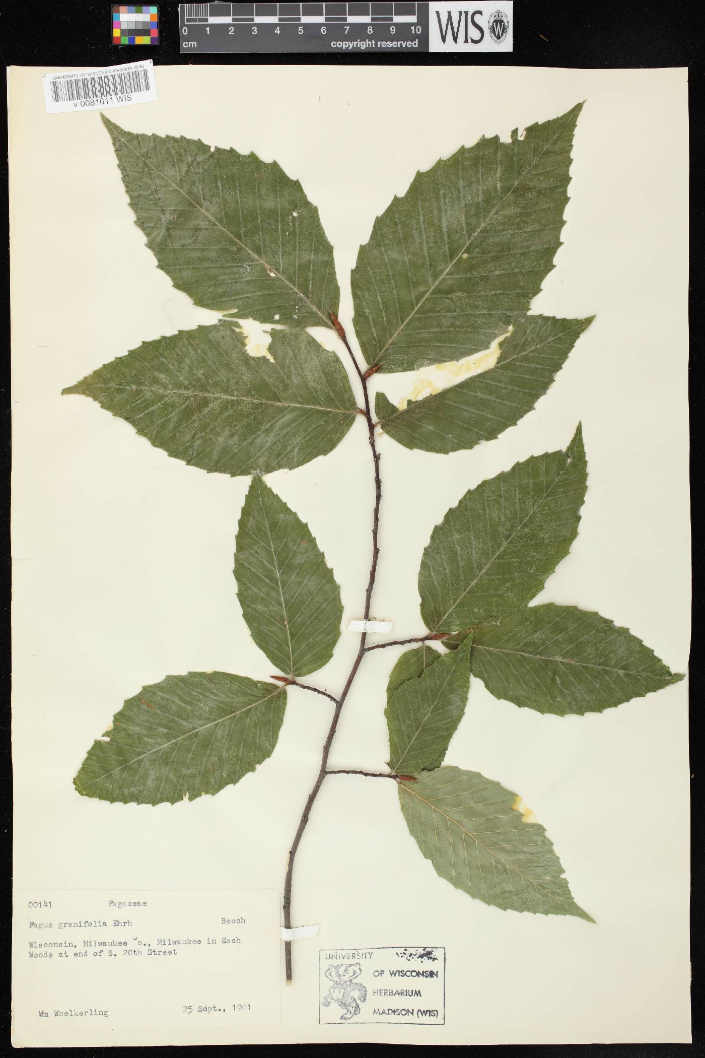 Fagus grandifolia image