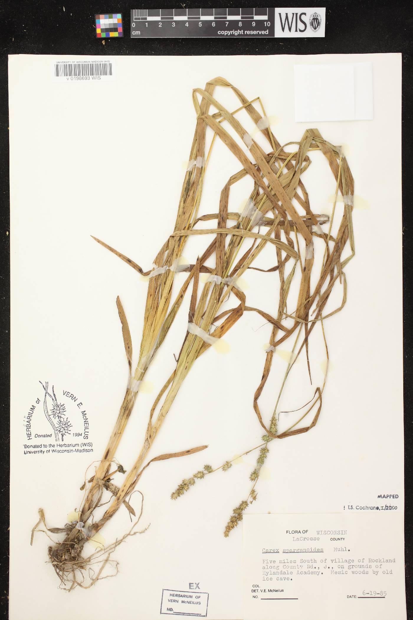 Carex sparganioides image