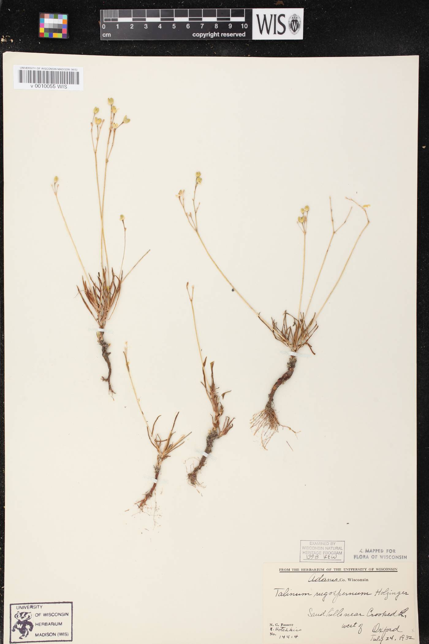 Phemeranthus rugospermus image