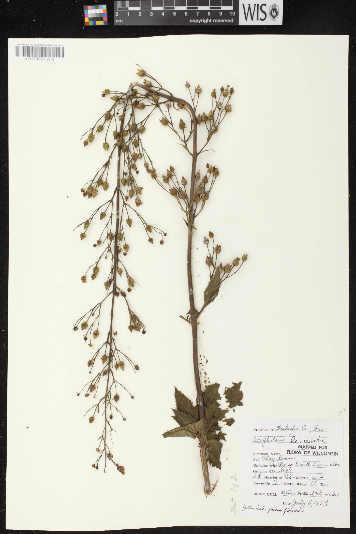 Scrophularia lanceolata image