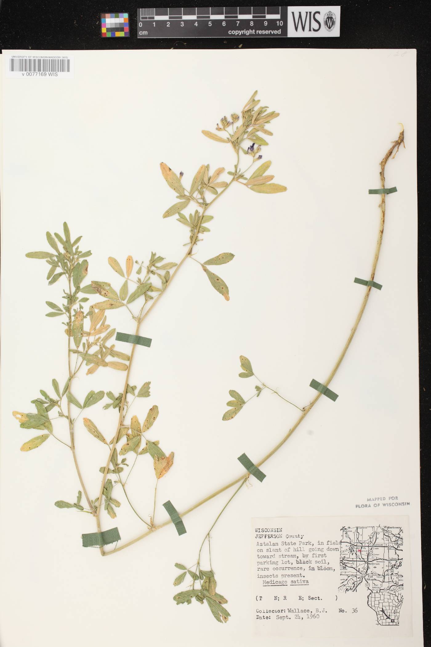 Medicago sativa image