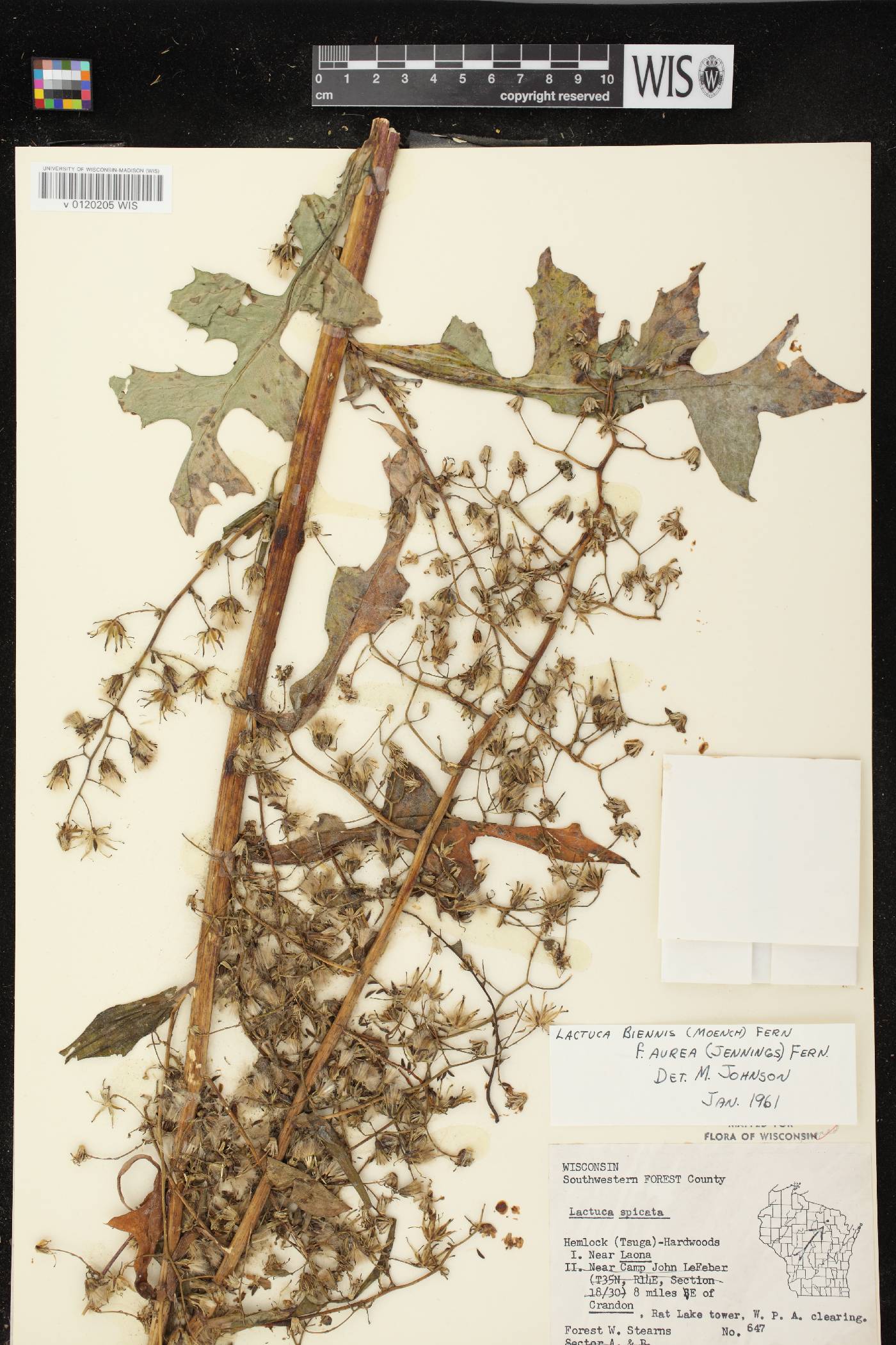 Lactuca biennis image