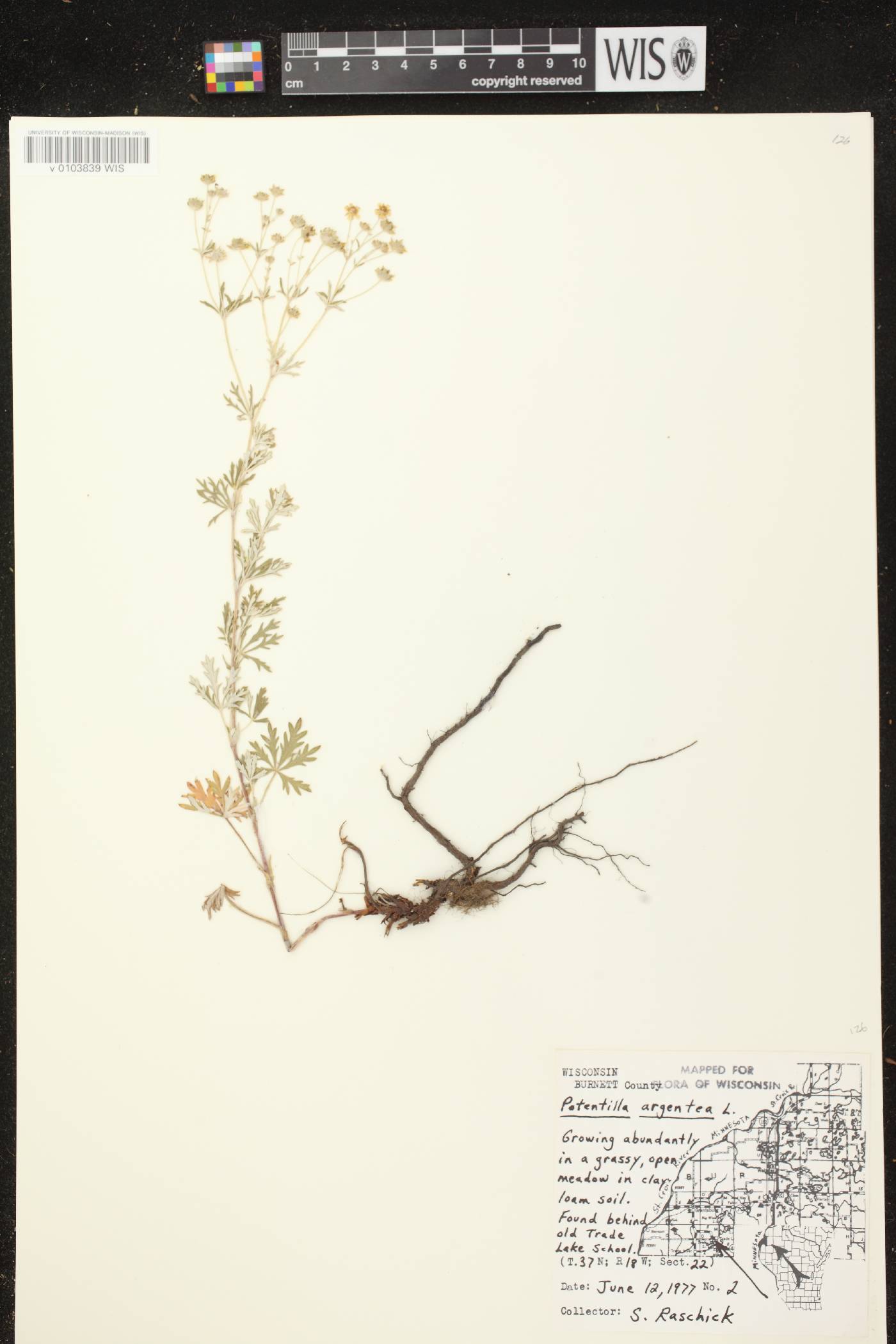 Potentilla argentea image