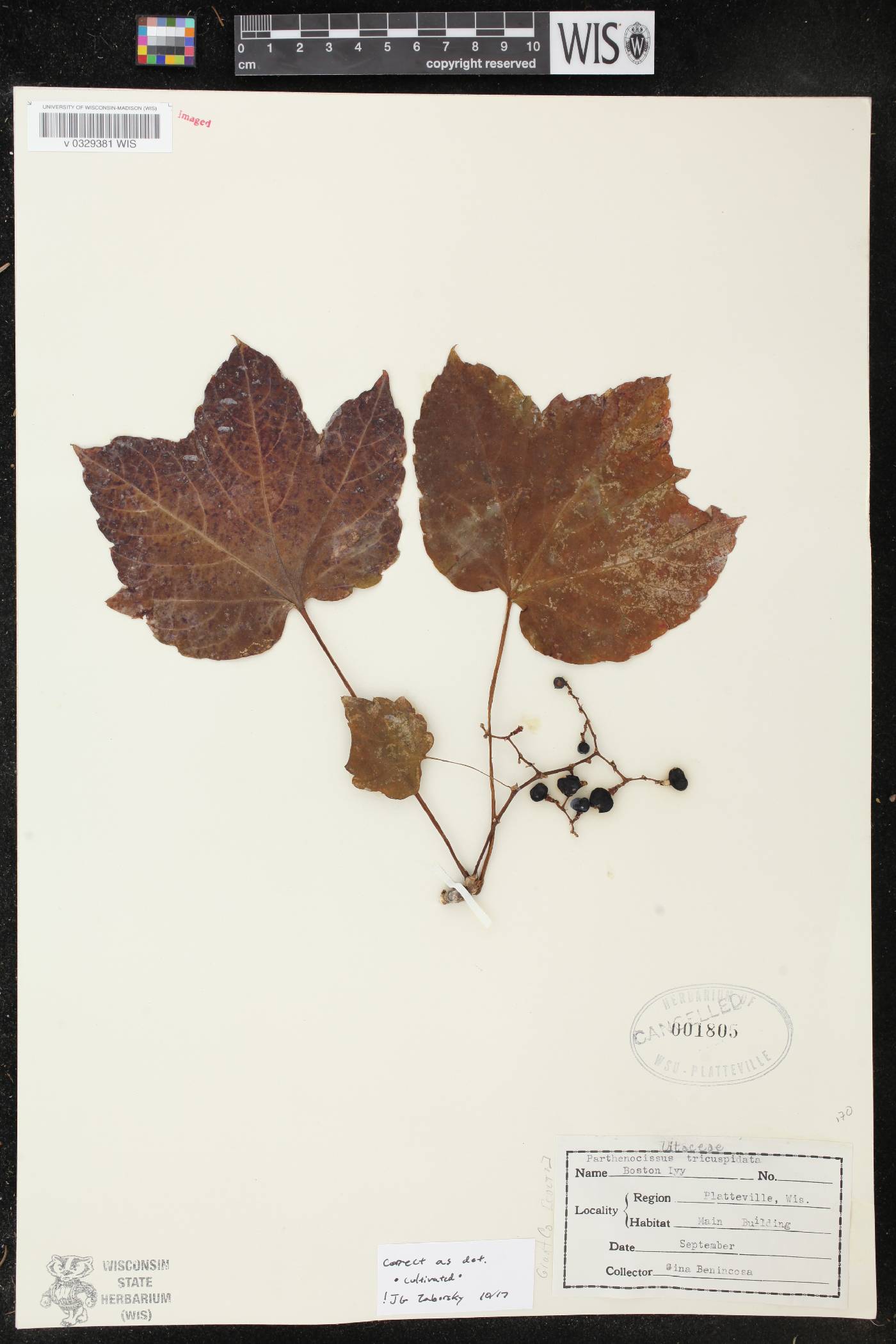 Parthenocissus tricuspidata image