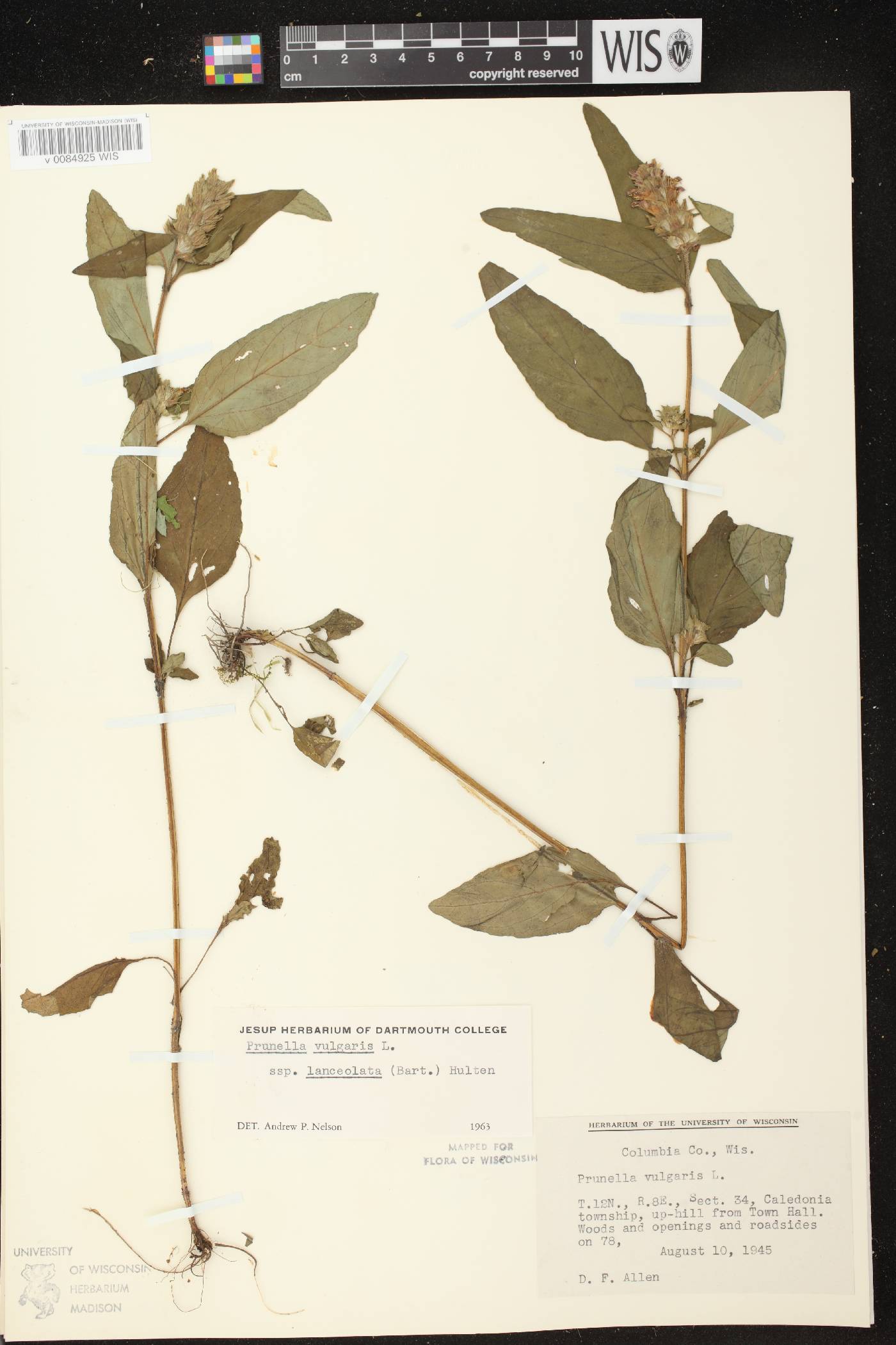 Prunella vulgaris image