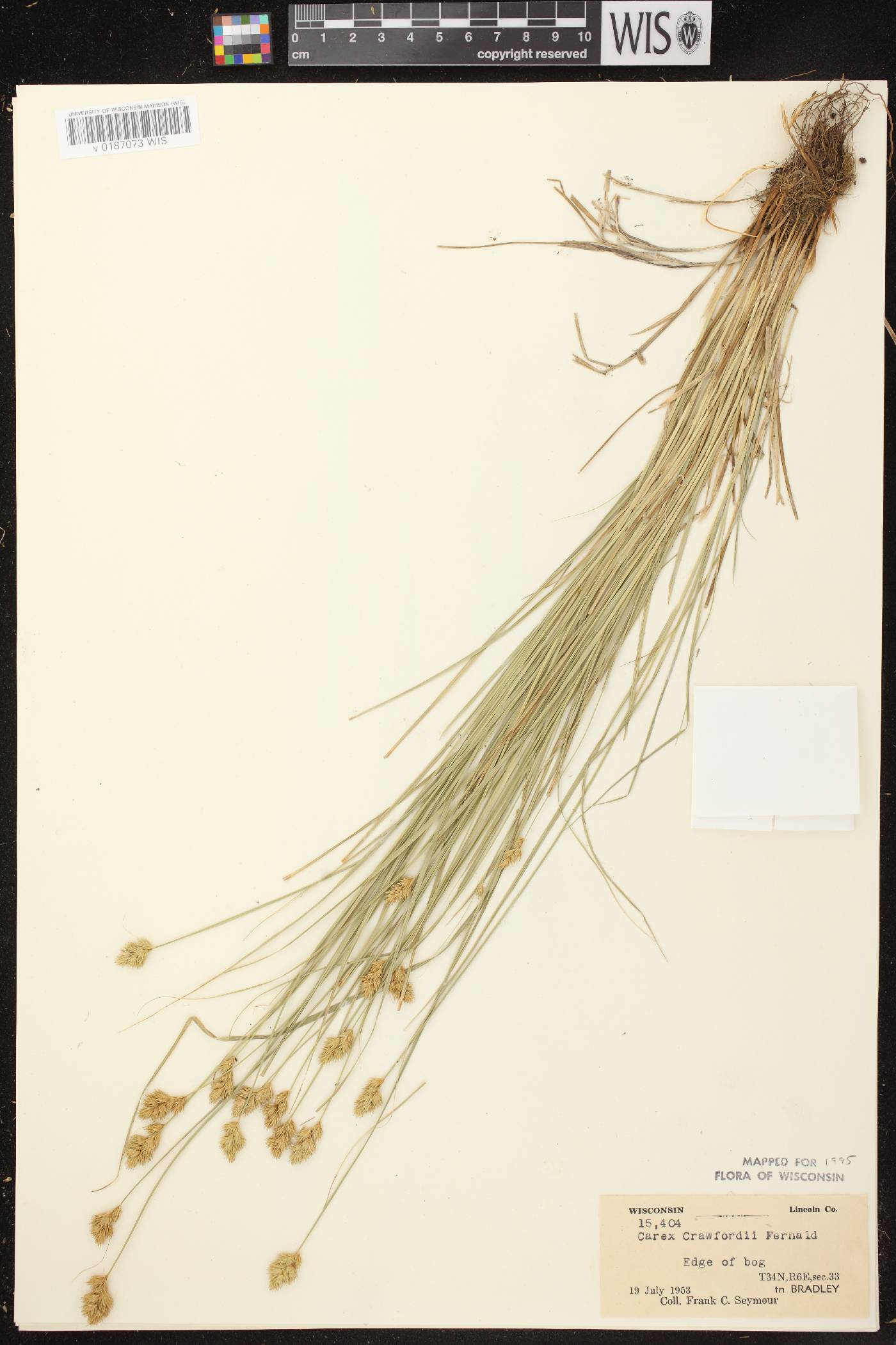 Carex crawfordii image