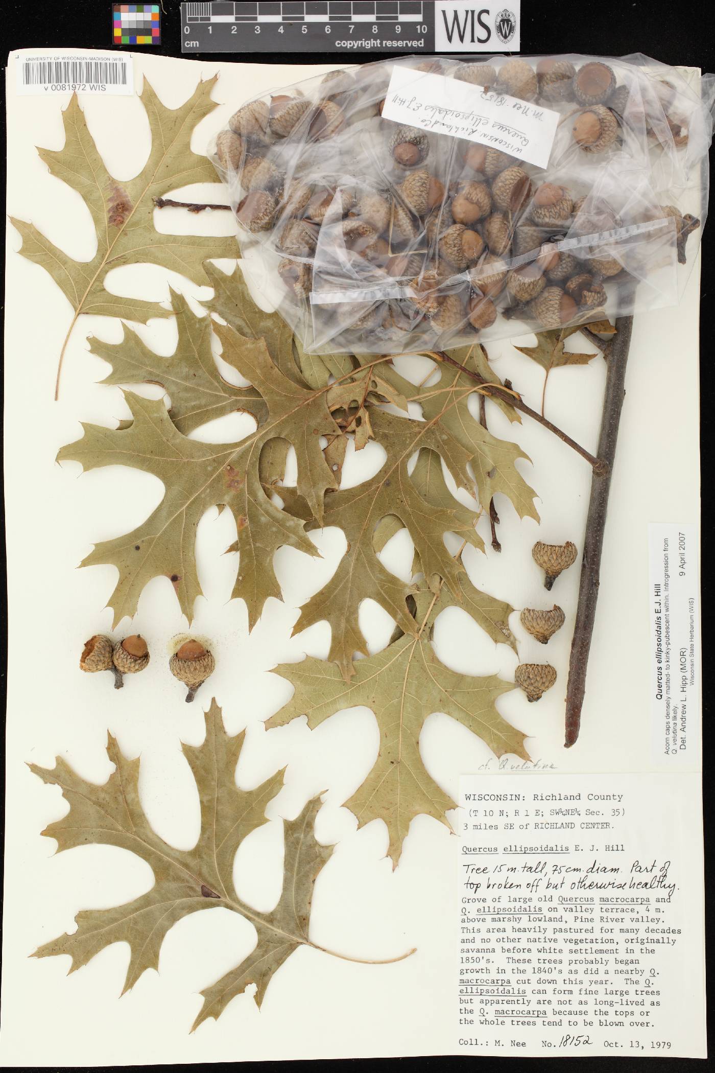 Quercus ellipsoidalis image