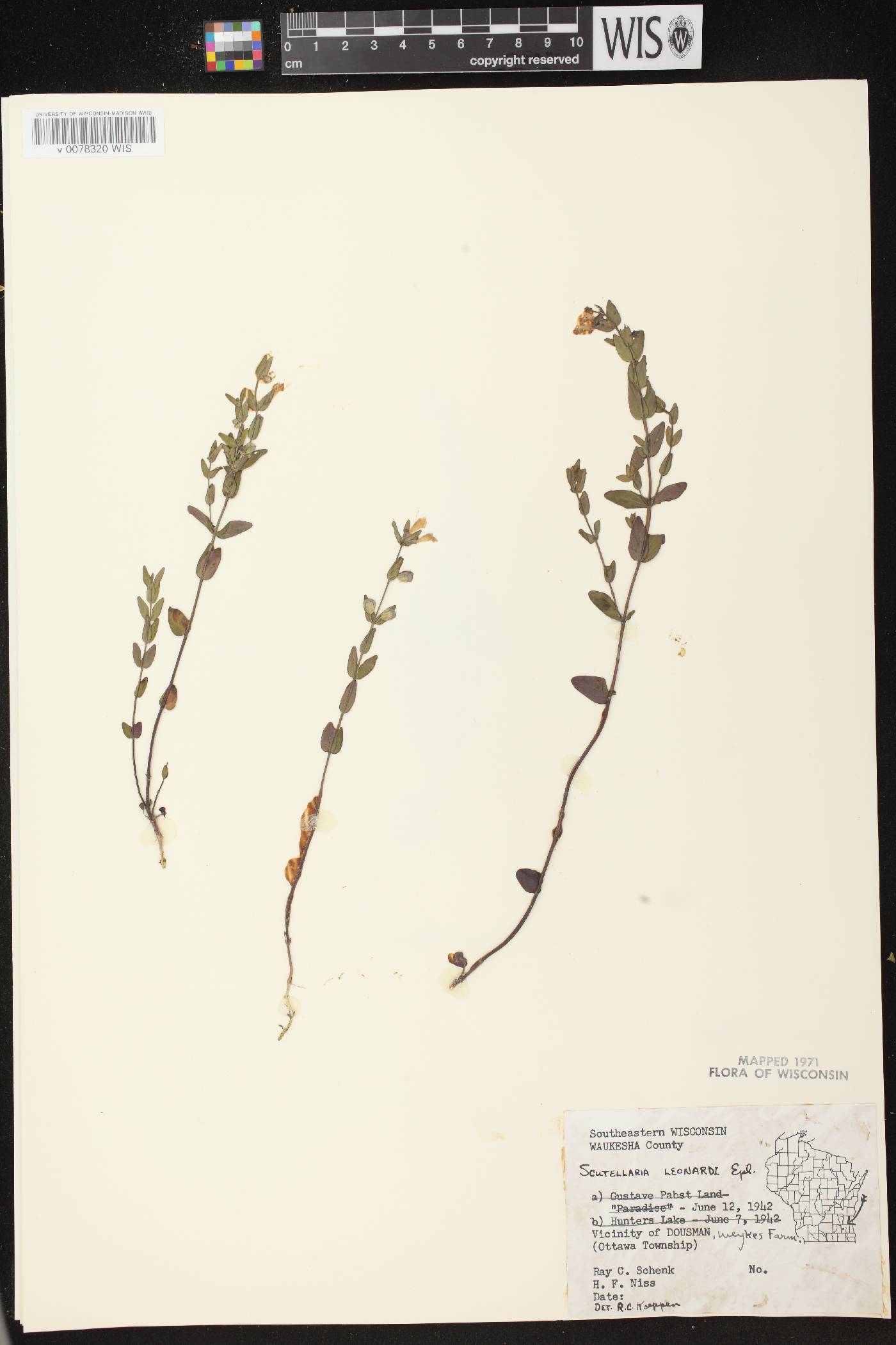 Scutellaria parvula var. missouriensis image