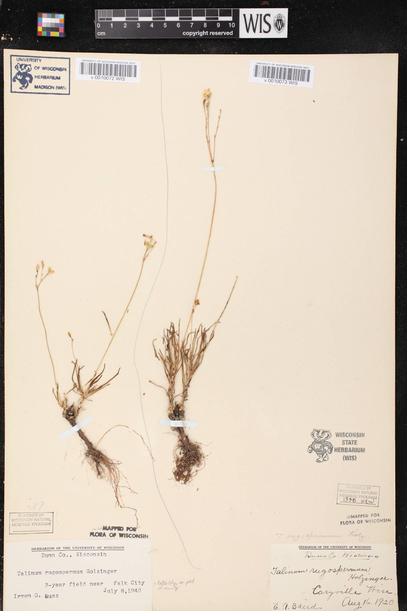 Phemeranthus rugospermus image