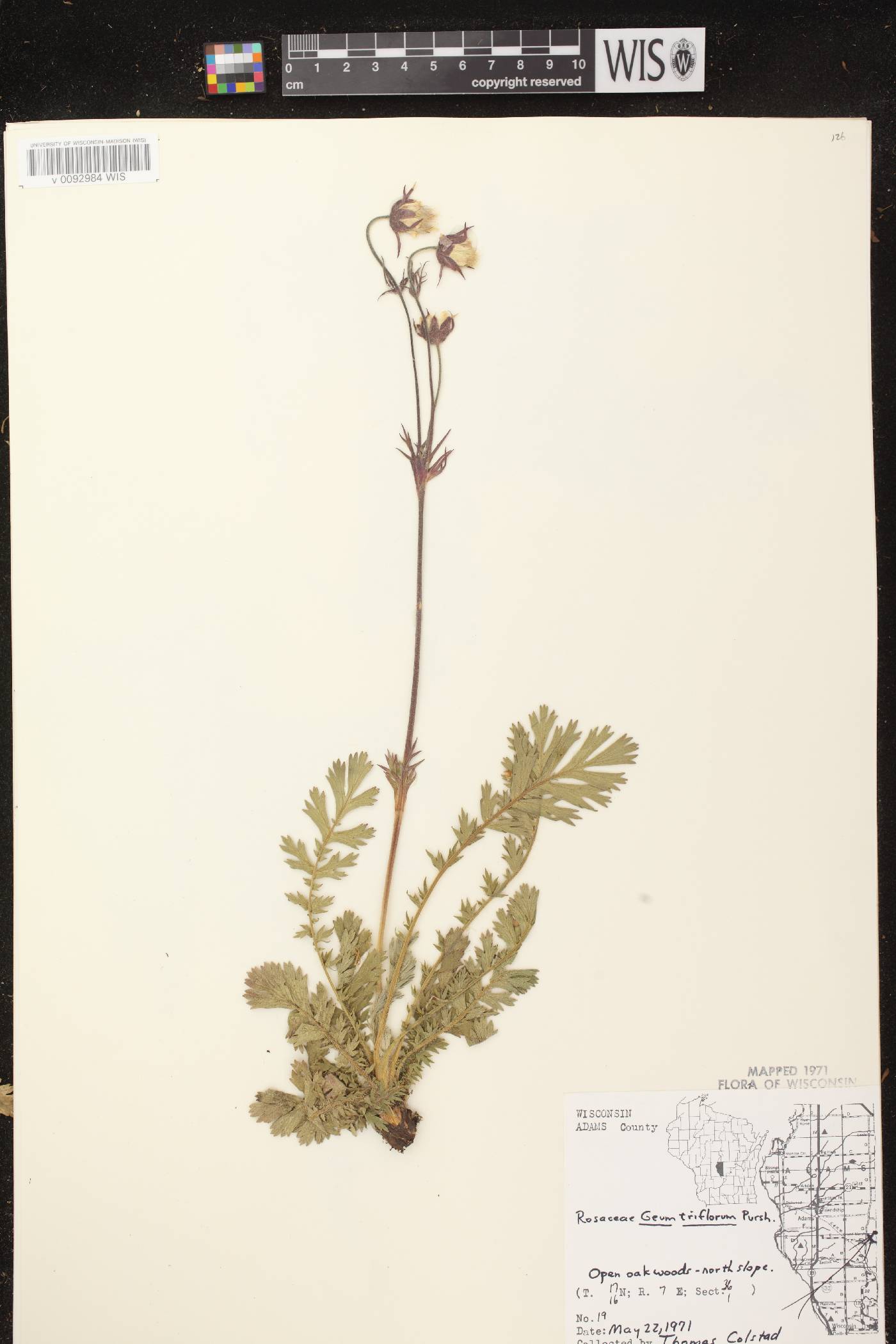 Geum triflorum var. triflorum image