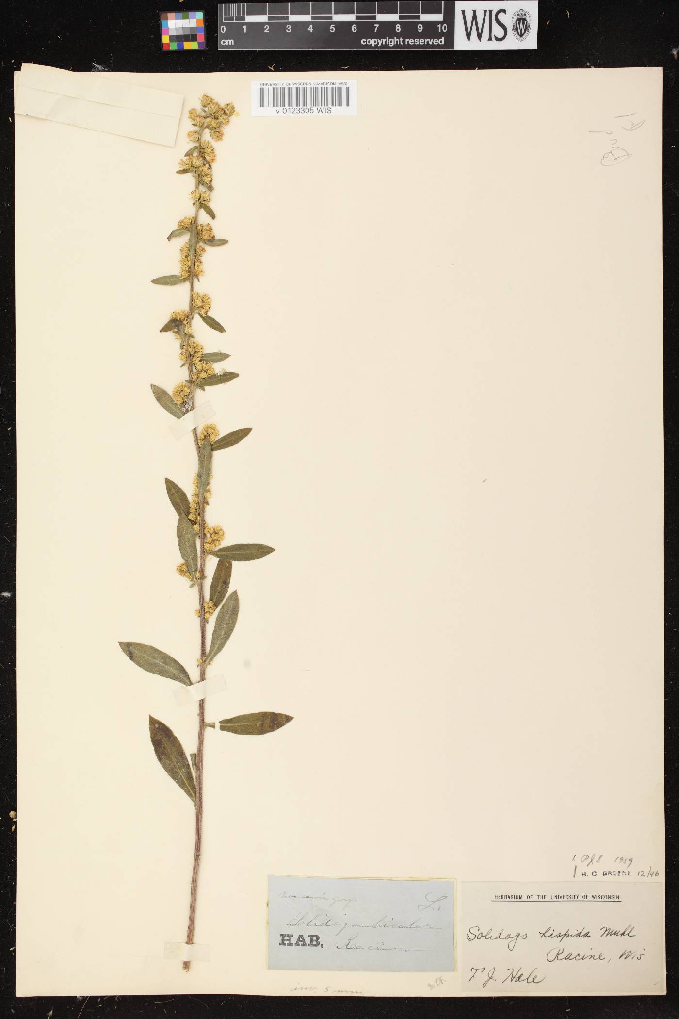 Solidago hispida image