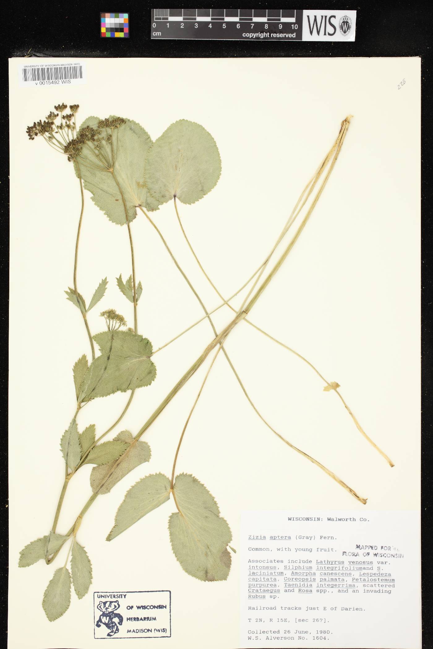 Zizia aptera image