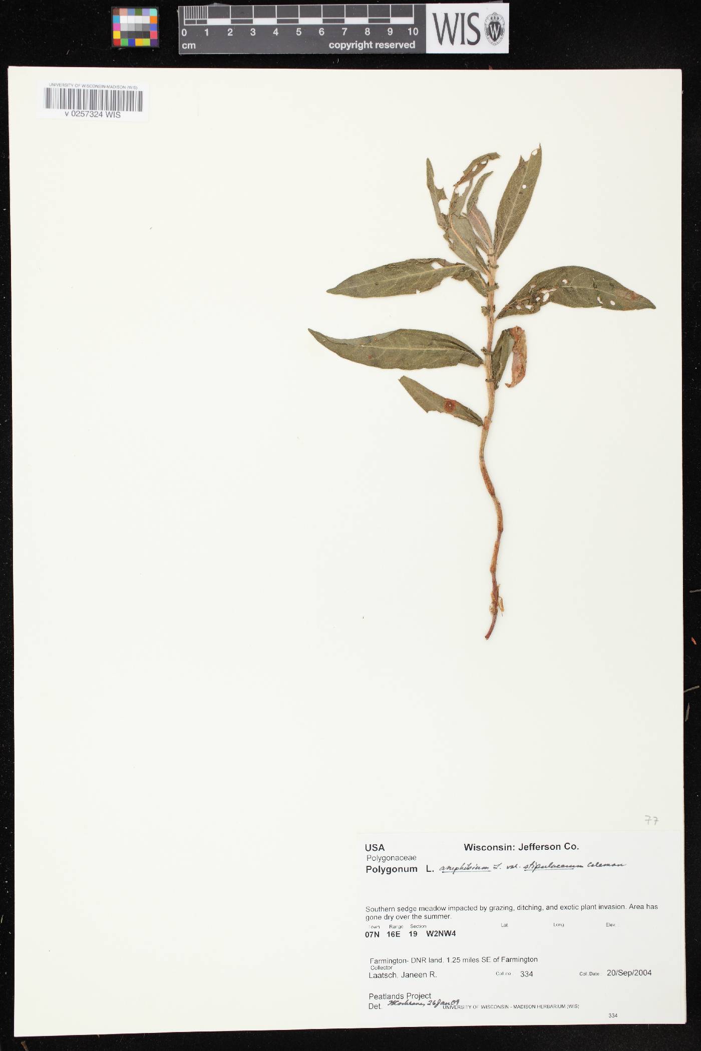 Persicaria amphibia image