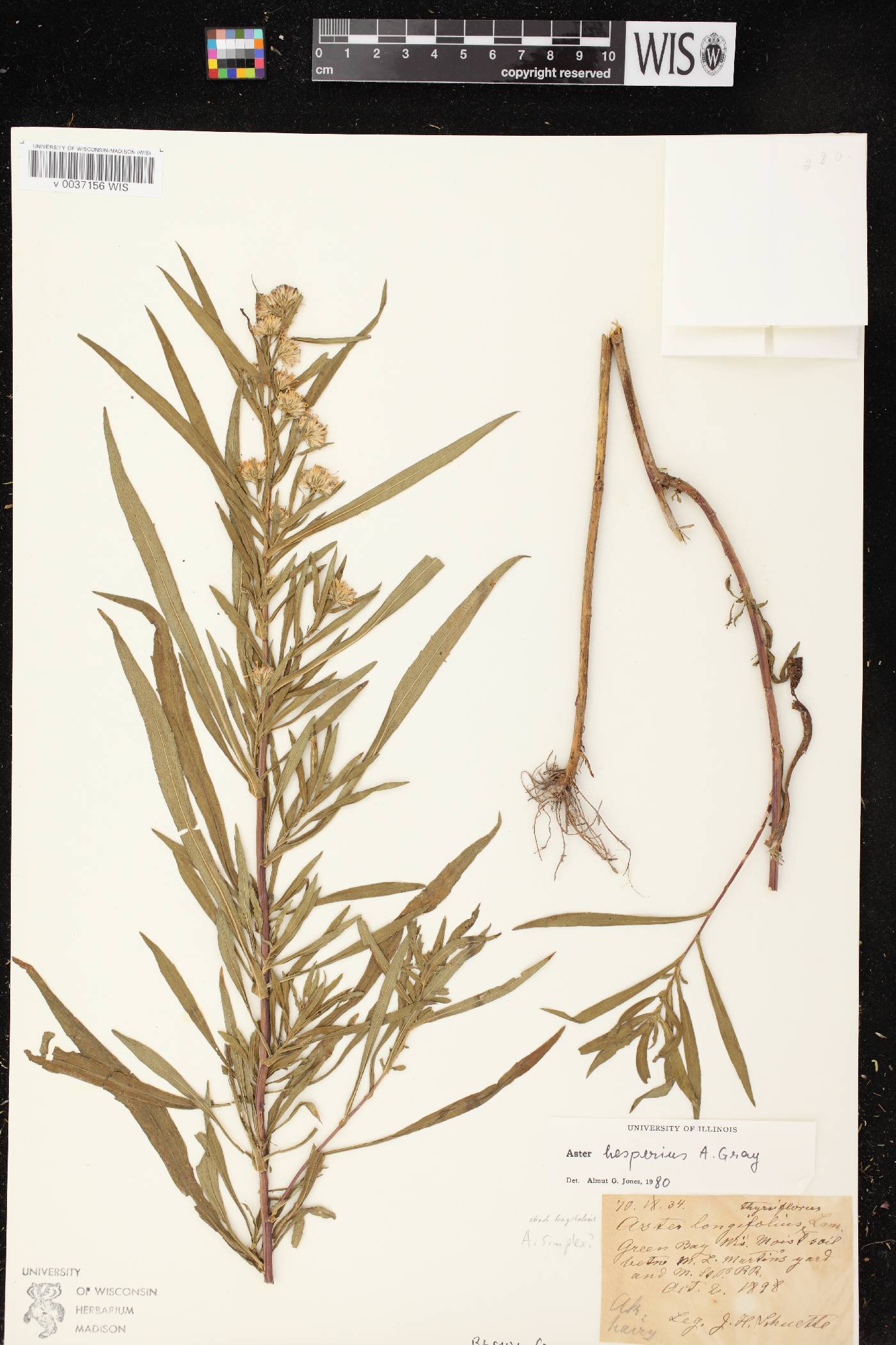 Symphyotrichum lanceolatum image