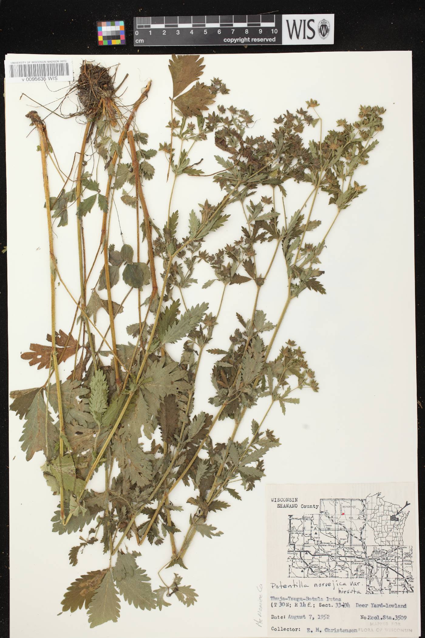 Potentilla norvegica image