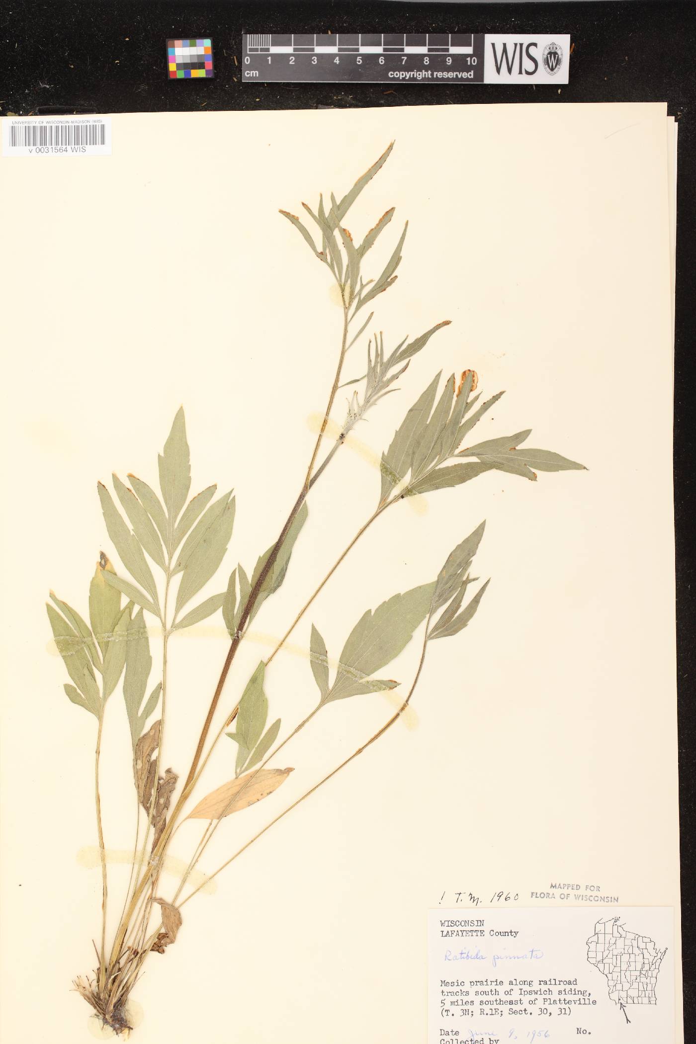 Ratibida pinnata image