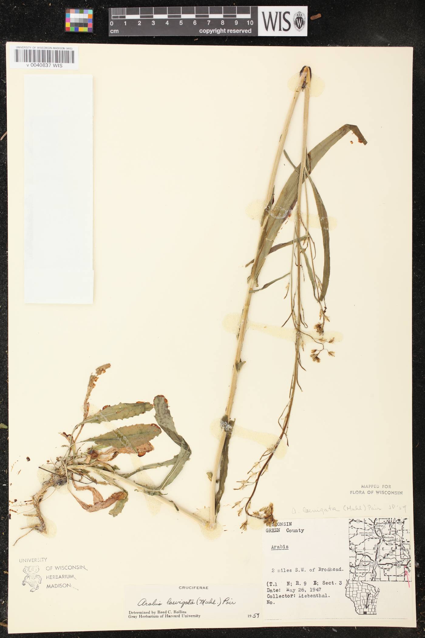 Boechera laevigata image