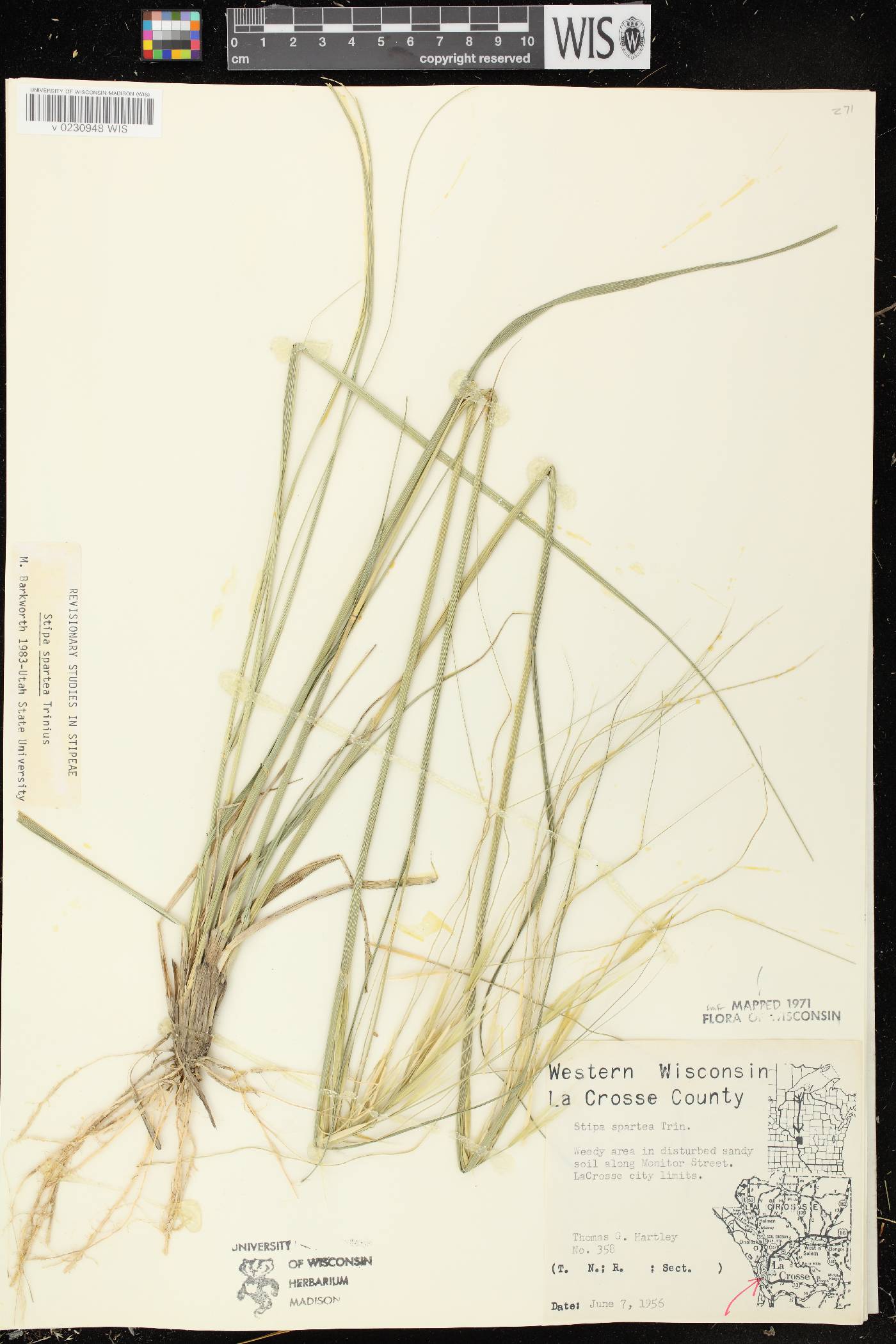Hesperostipa spartea image