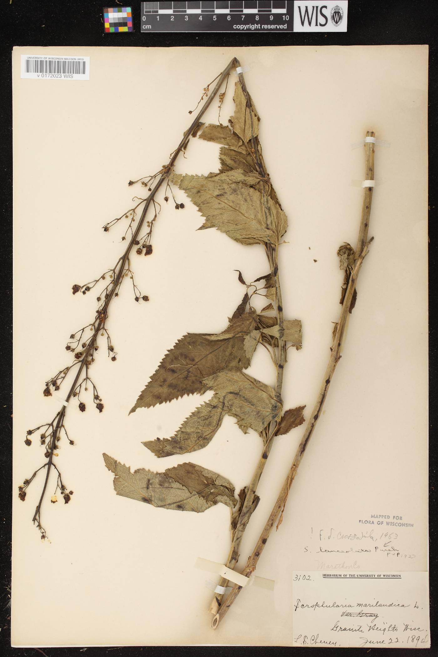 Scrophularia lanceolata image