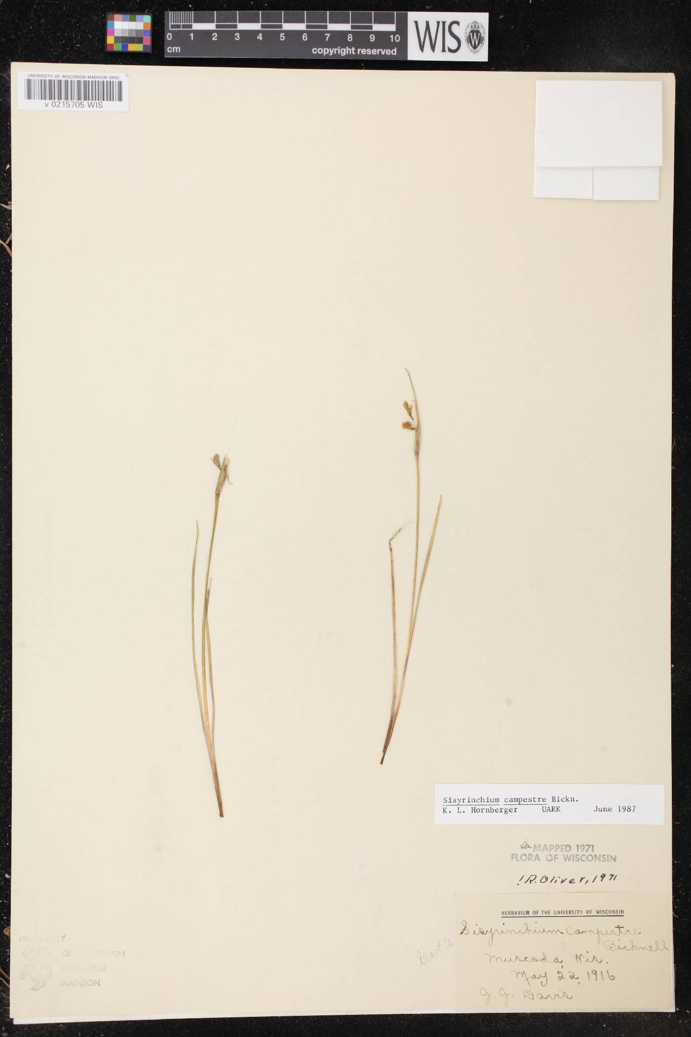 Sisyrinchium campestre image