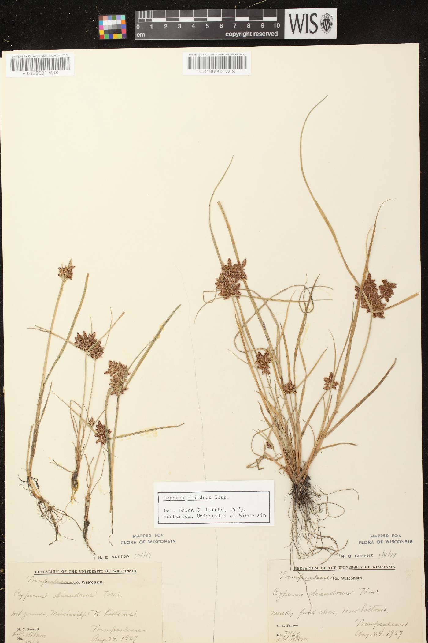 Cyperus diandrus image