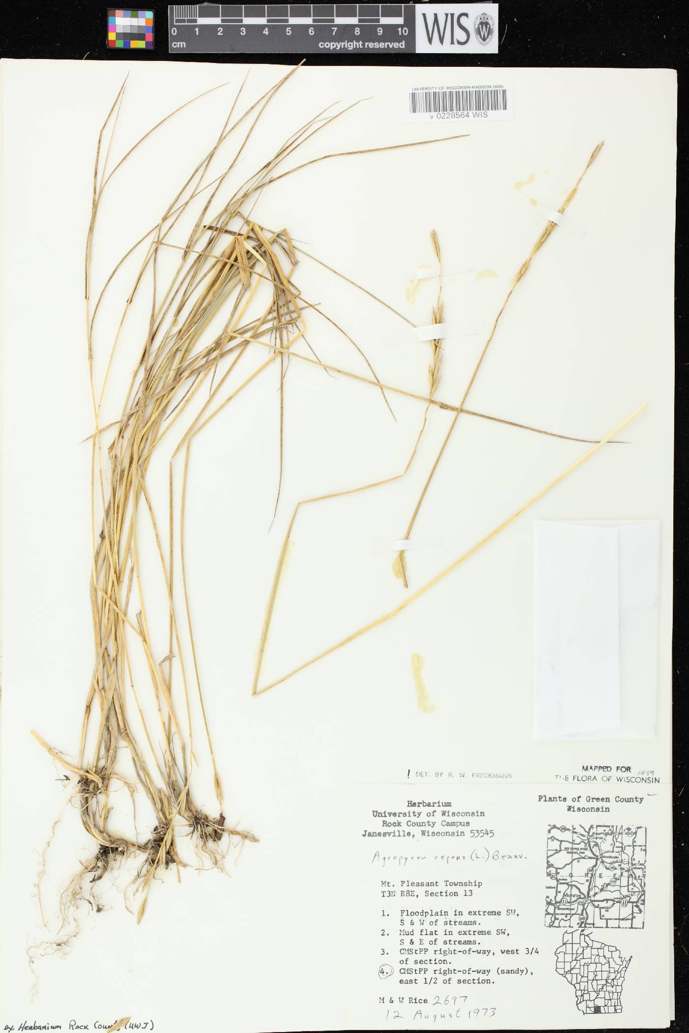 Elymus repens image
