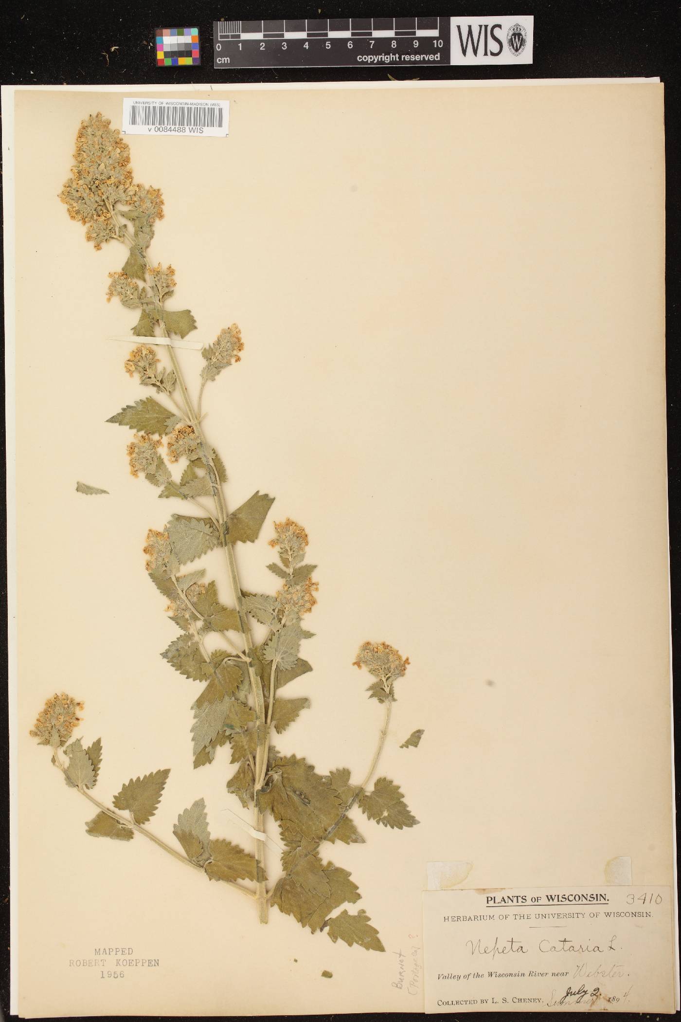 Nepeta cataria image