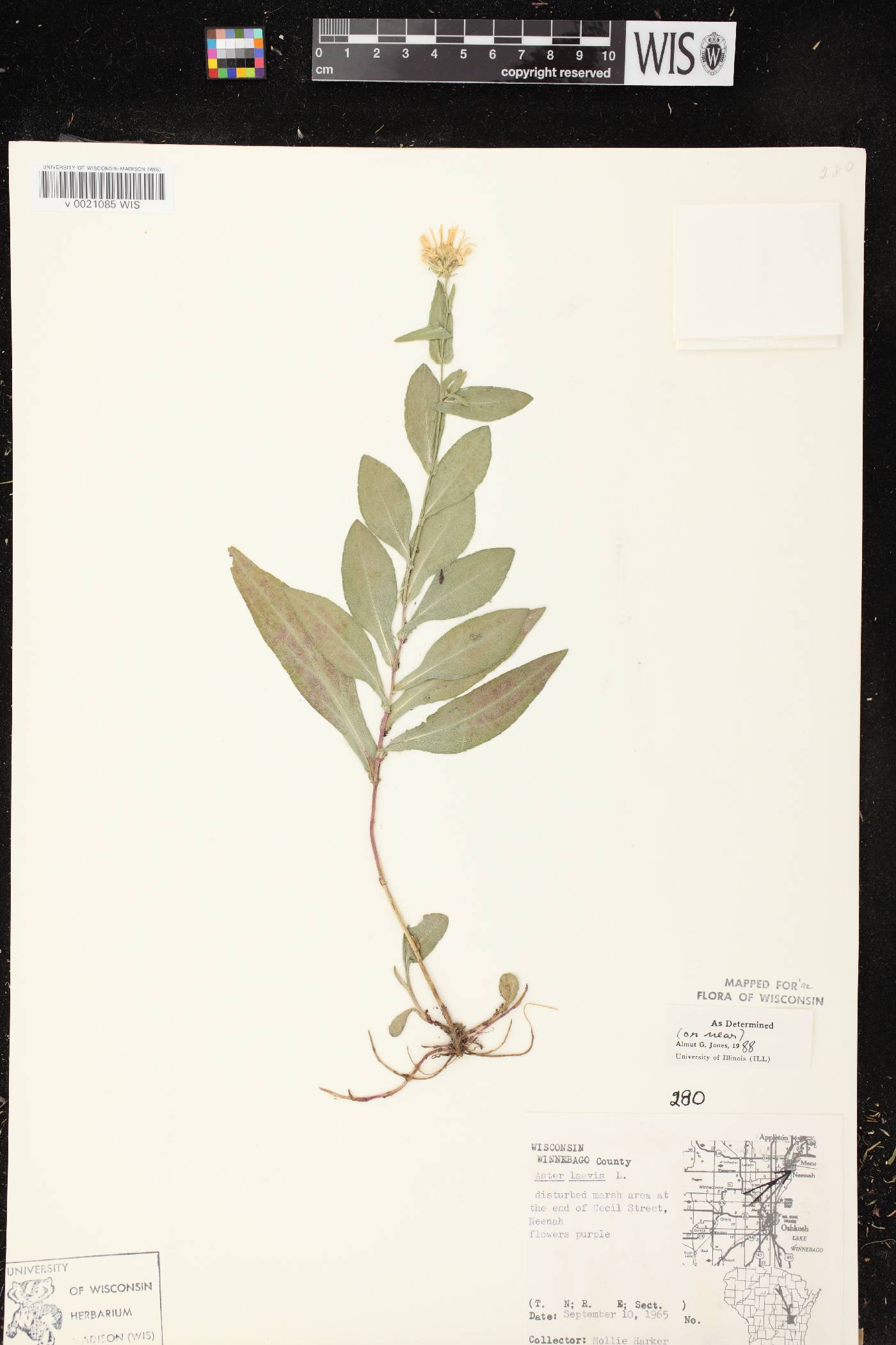 Symphyotrichum laeve image