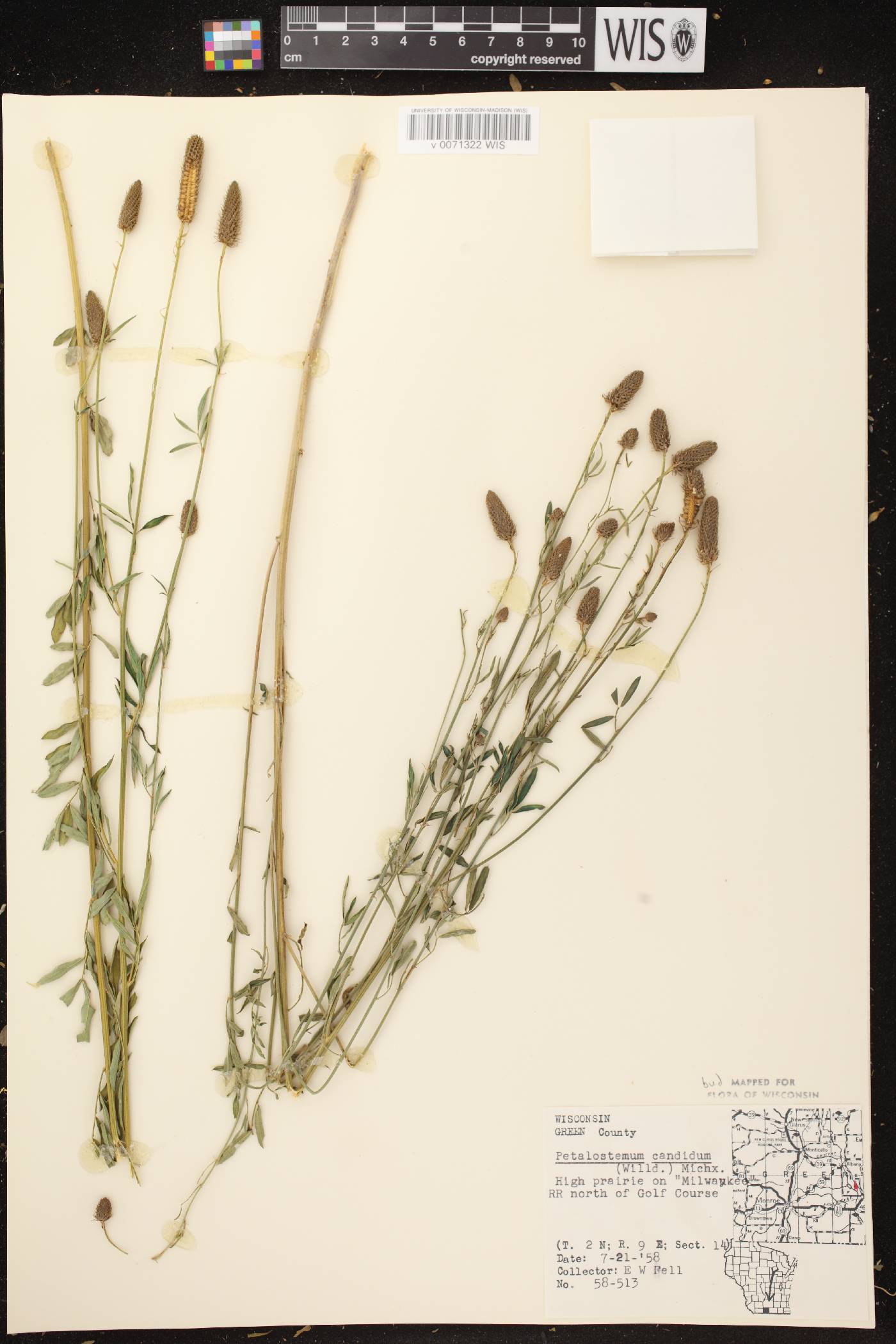 Dalea candida image