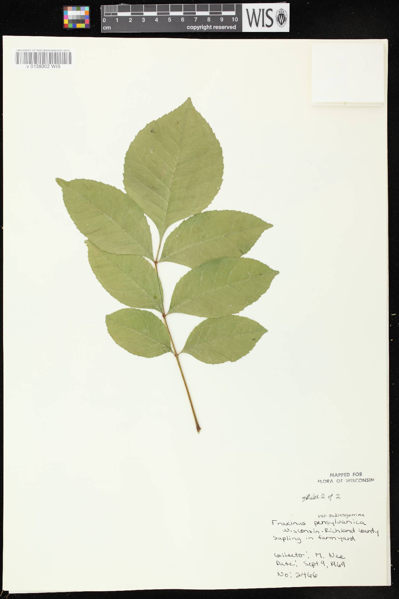 Fraxinus pennsylvanica image
