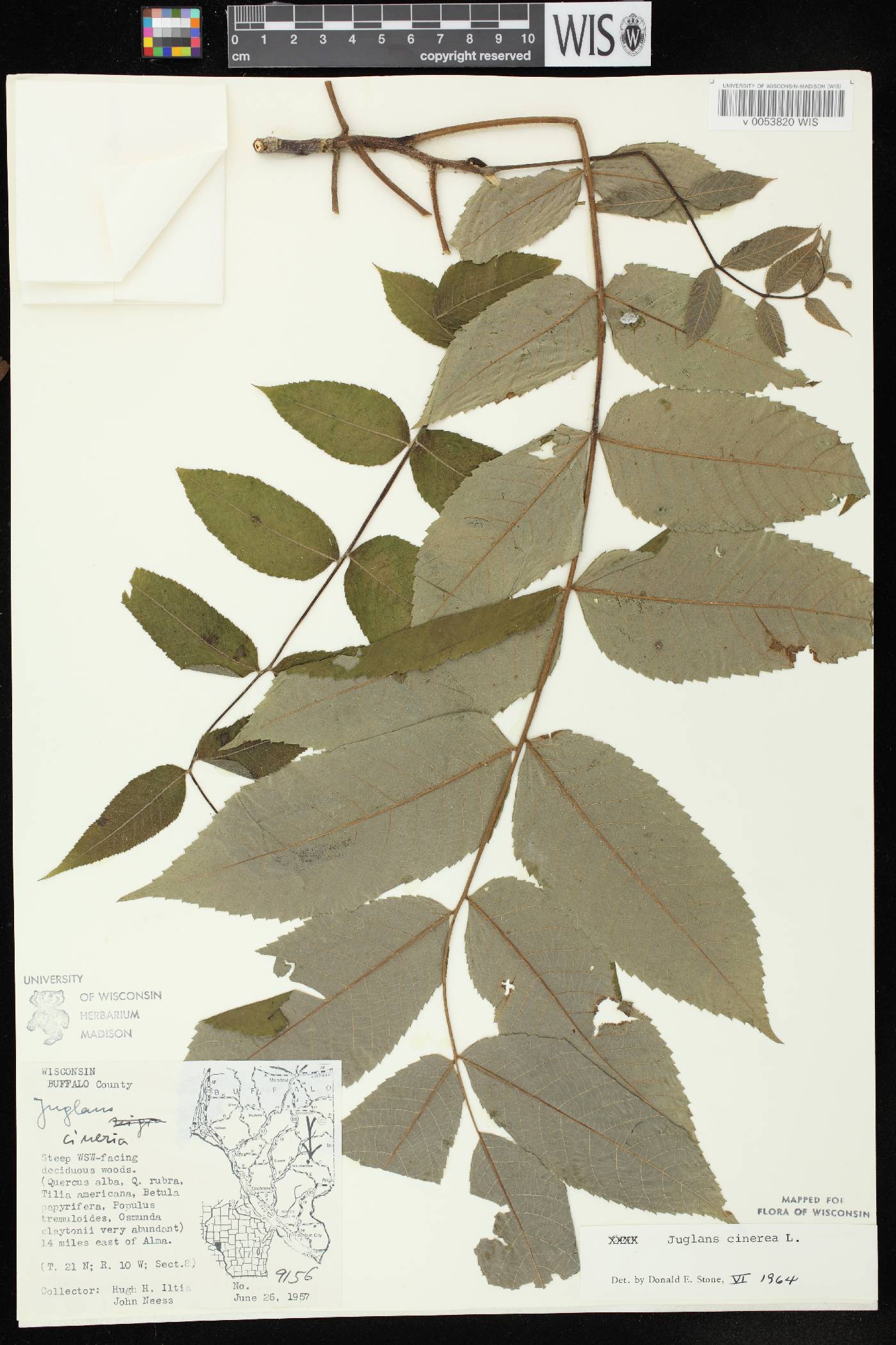Juglans cinerea image