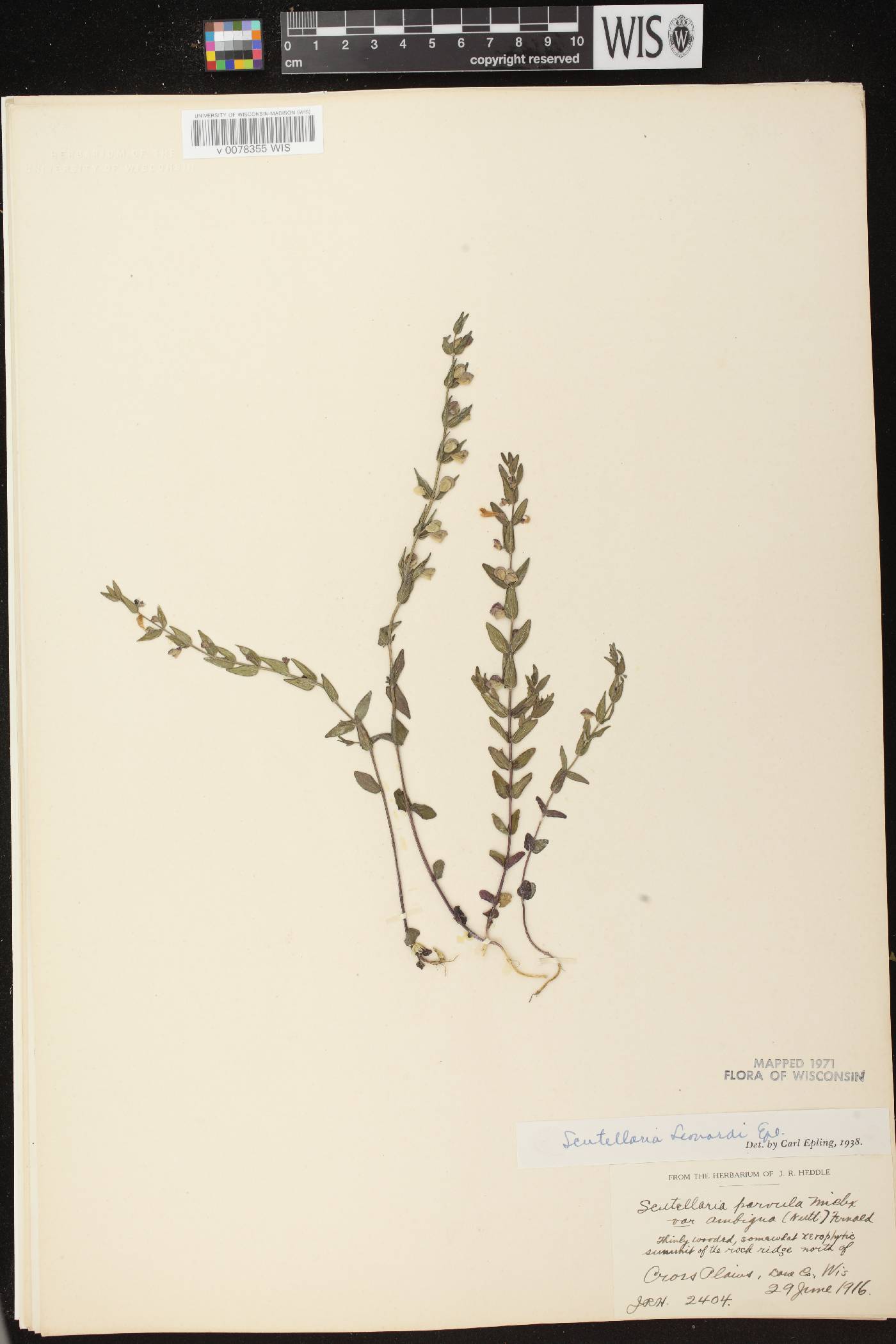 Scutellaria parvula var. missouriensis image