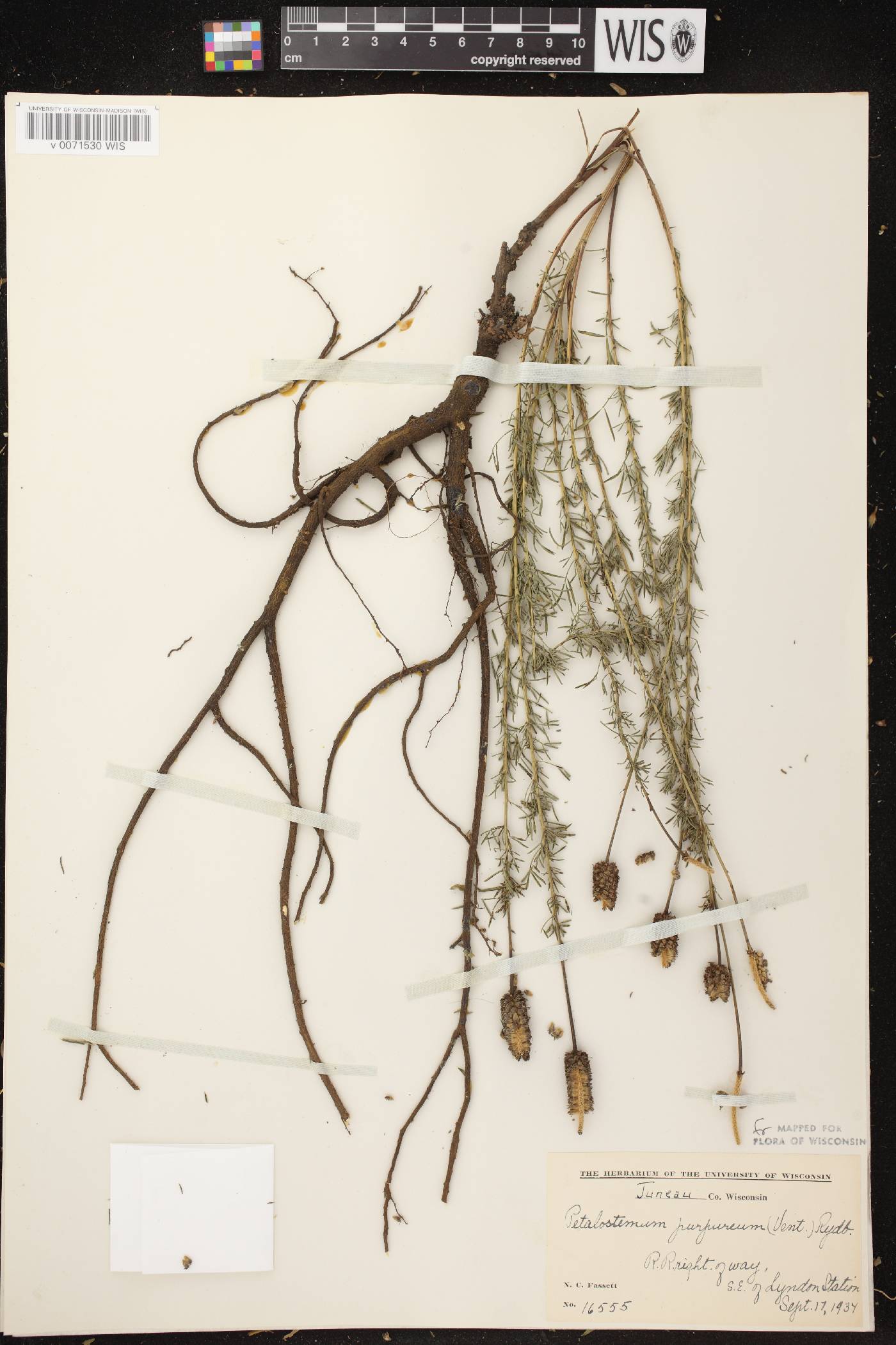 Dalea purpurea var. purpurea image