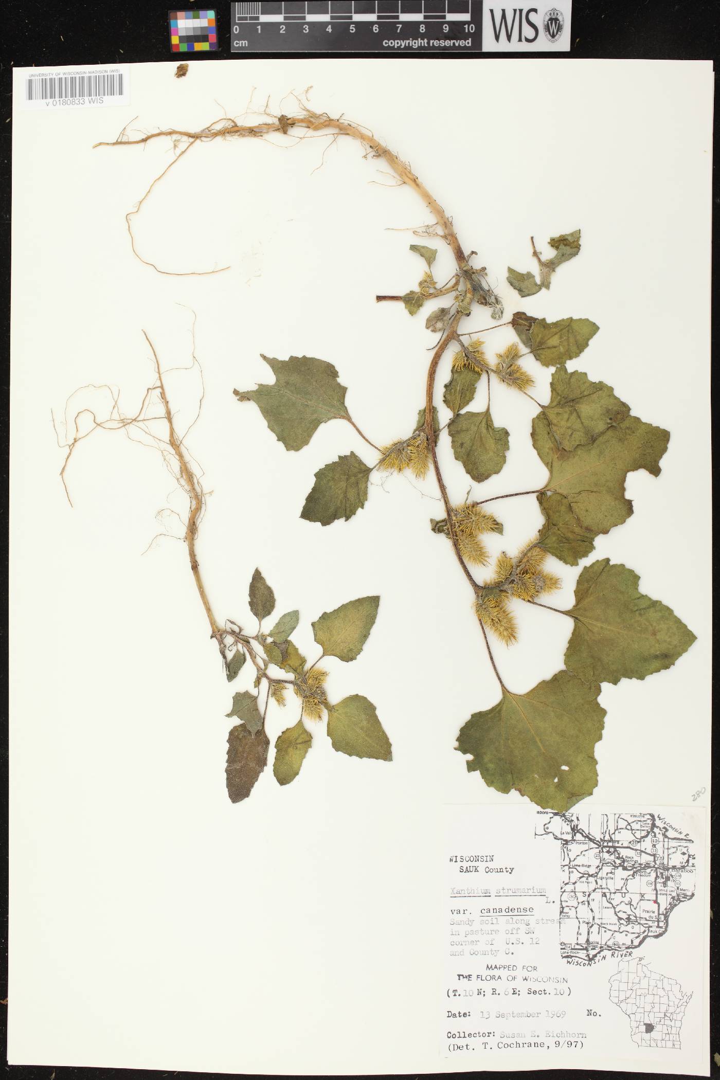Xanthium strumarium image