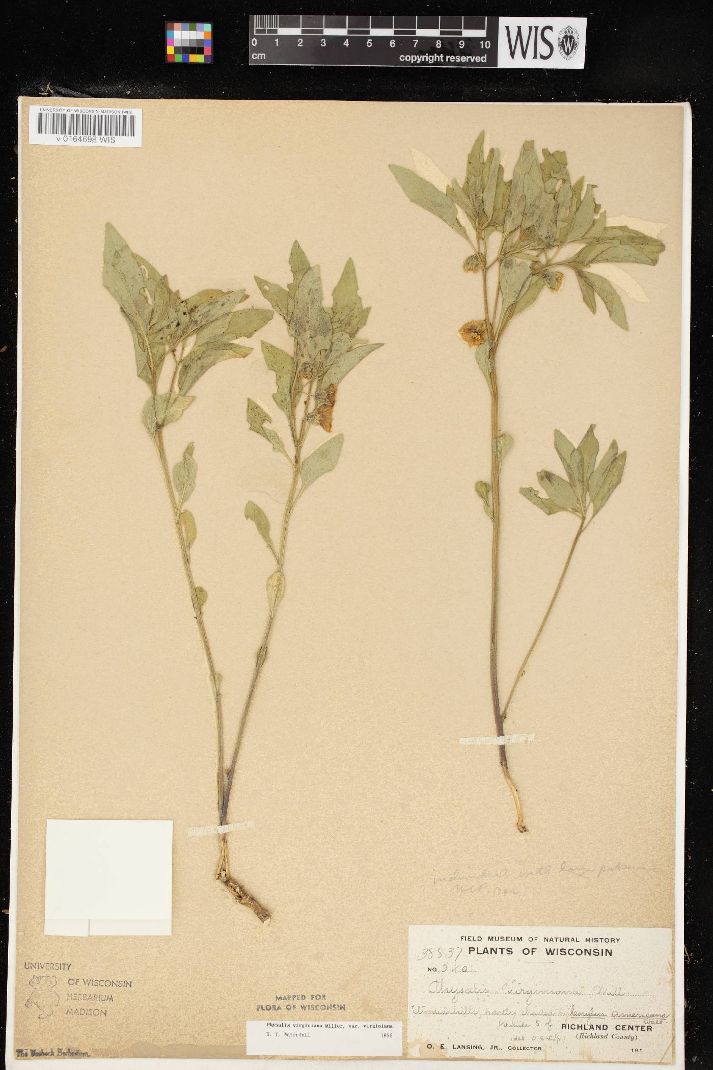Physalis virginiana var. virginiana image